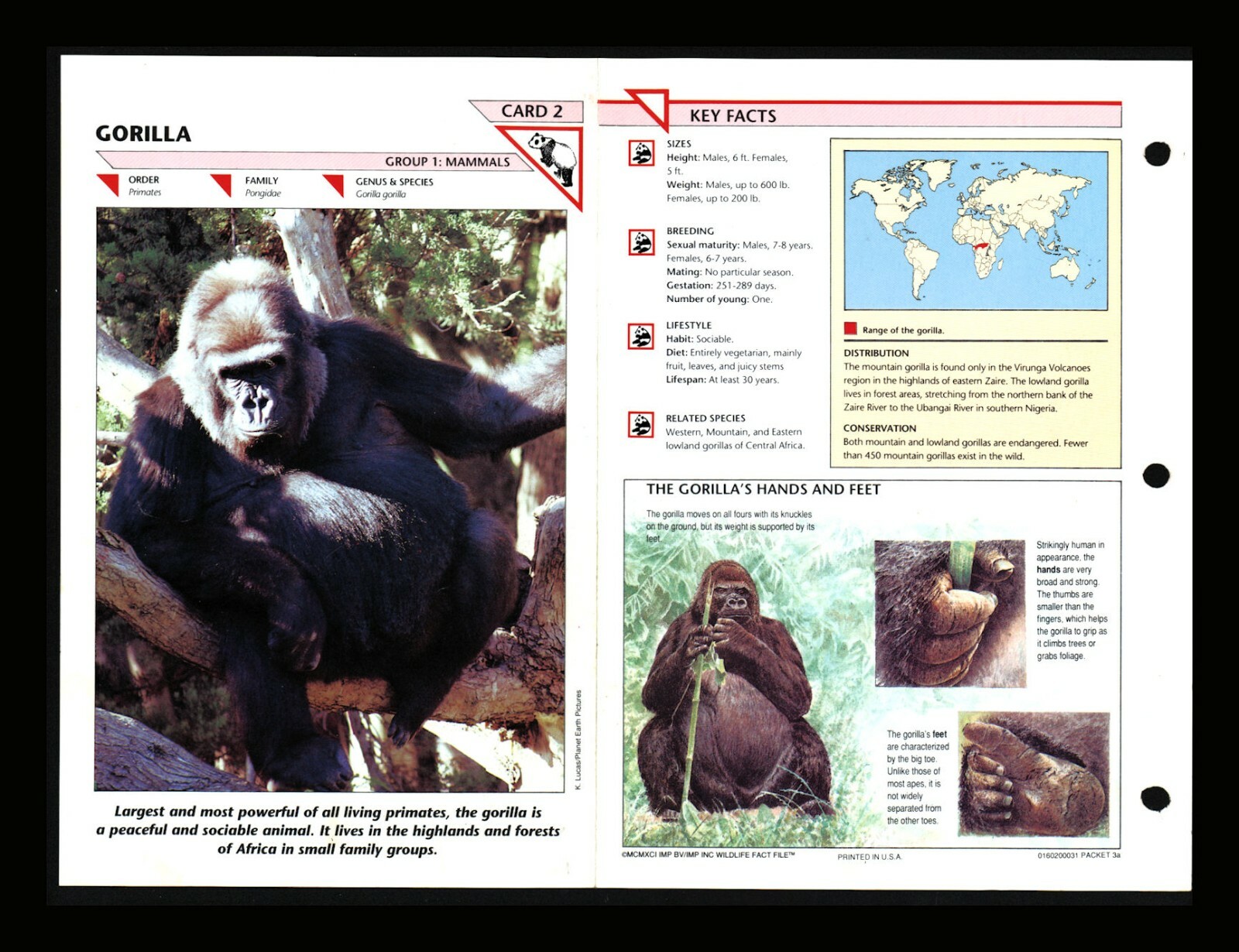 Gorilla Wildlife Fact File Mammals Animal Card Home School Study 1.2