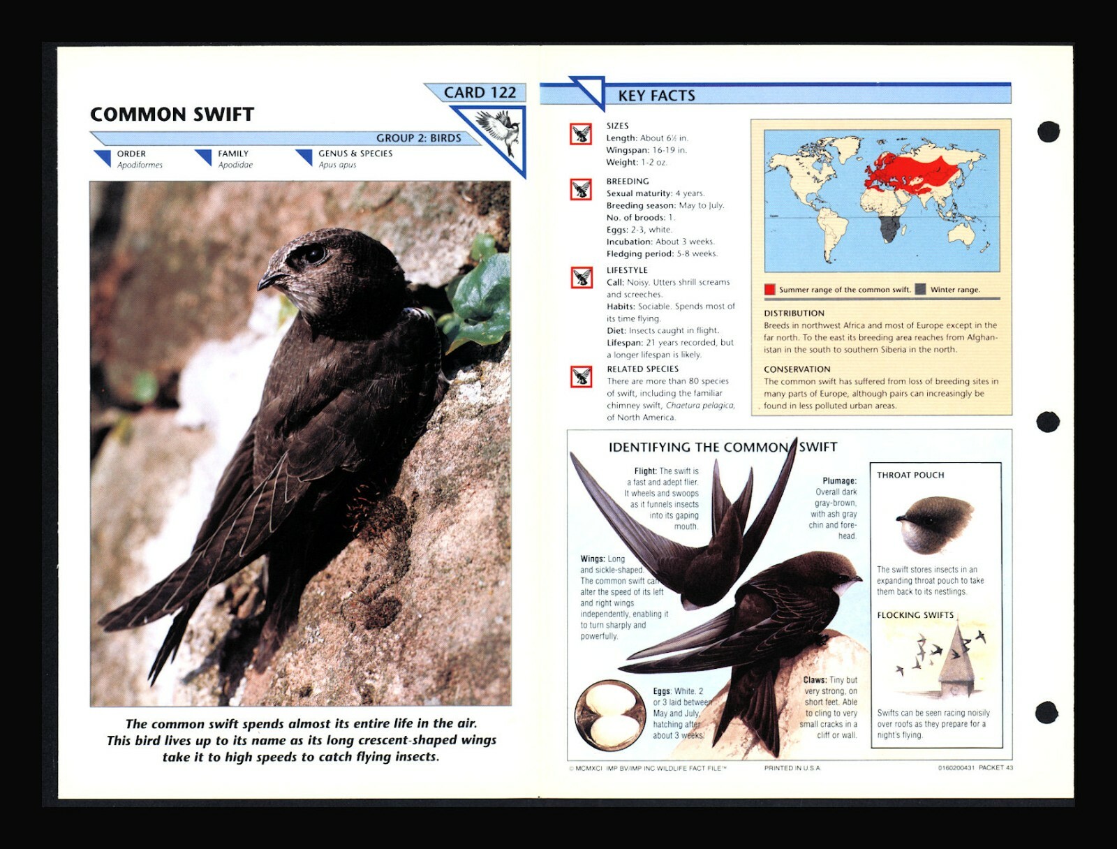Common Swift Wild Life Fact File Bird Animal Card Home School Study 2.122
