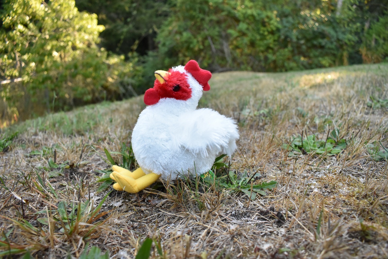 Chicken, Plush Toy, Stuffed Animal, Realistic Soft Model, Replica, Kids 6″ F895