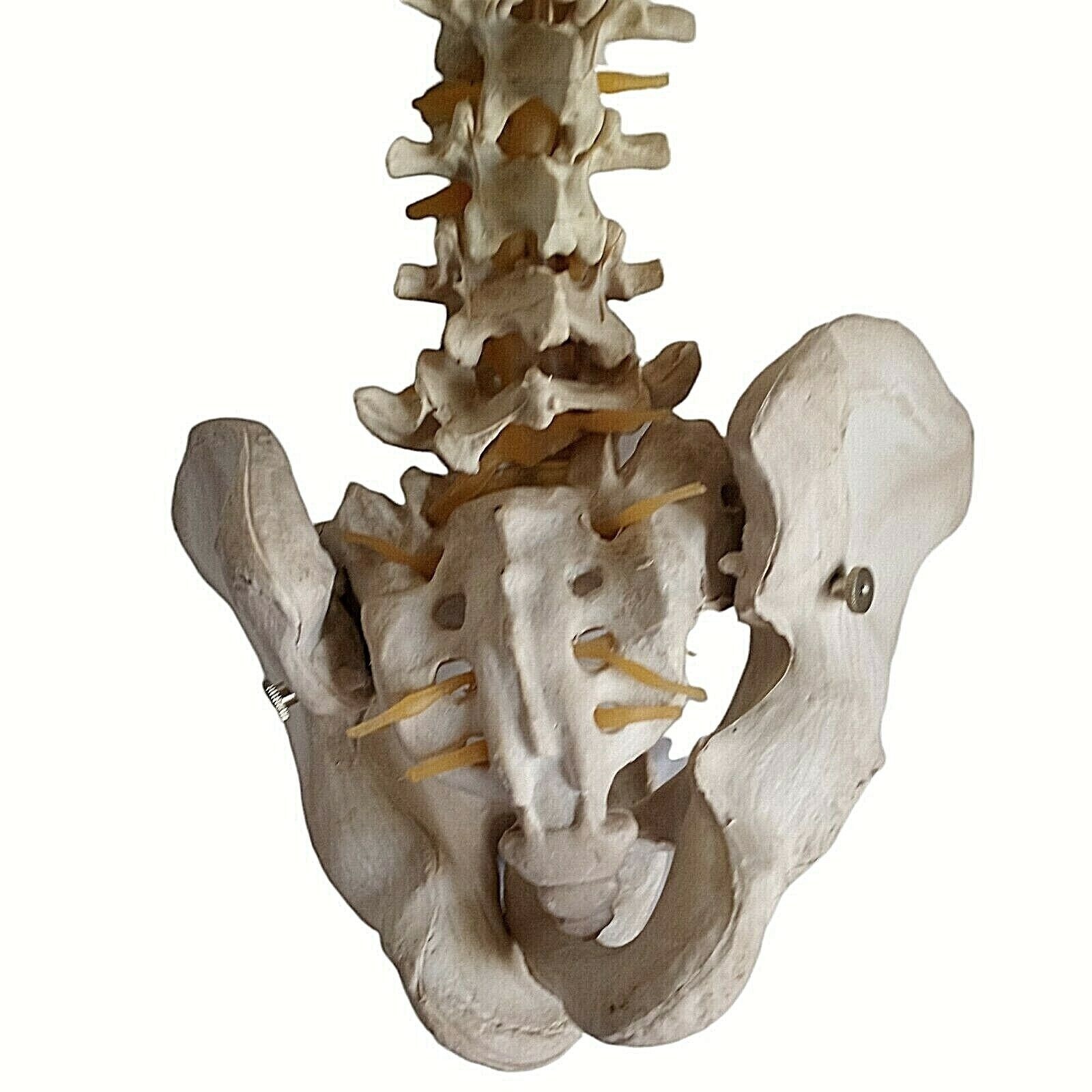 Human Skeleton Spine Life Size Vertebra Column Pelvis Halloween Prop Teaching