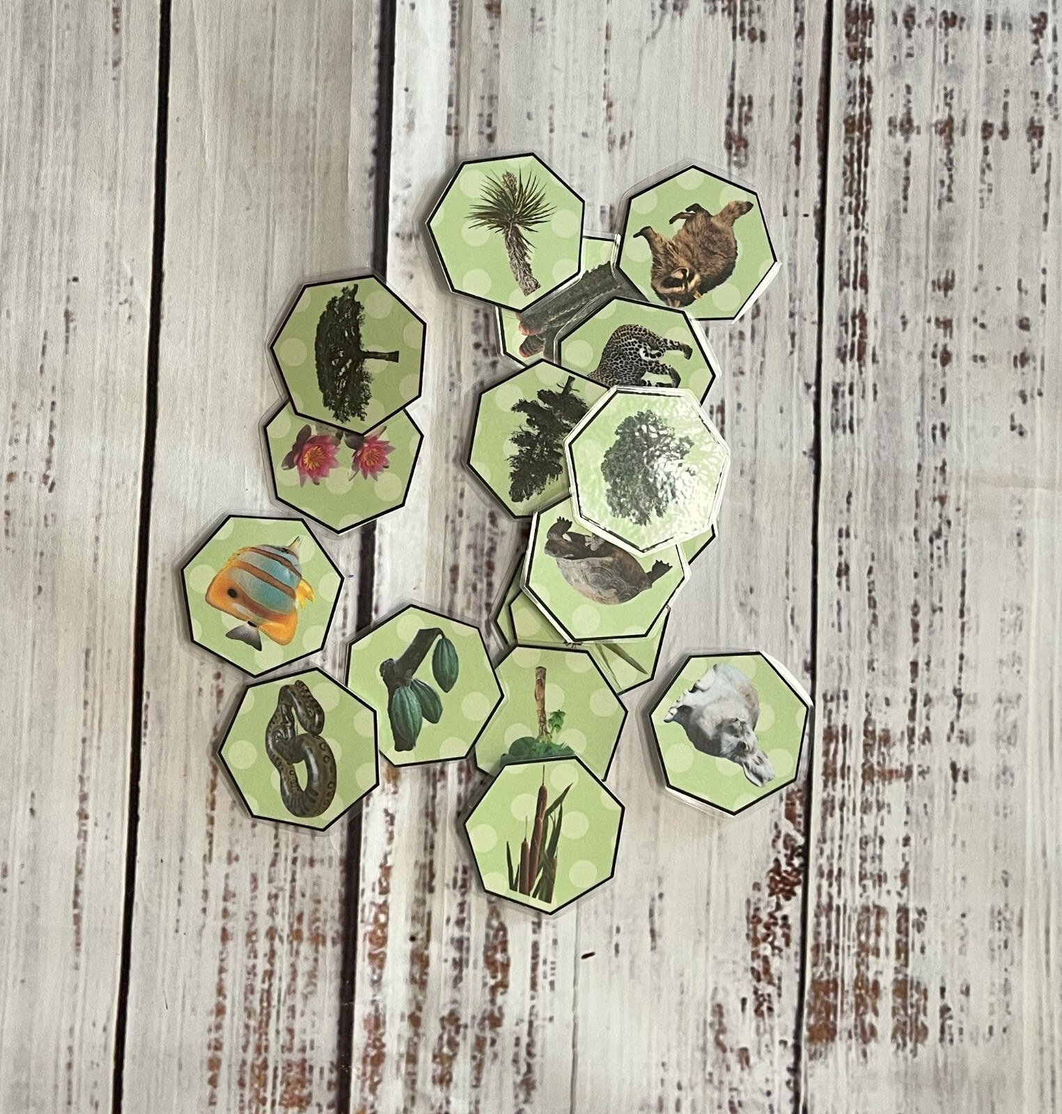Plant or Animal Life Science File Folder Game Pre K Kindergarten First Grade