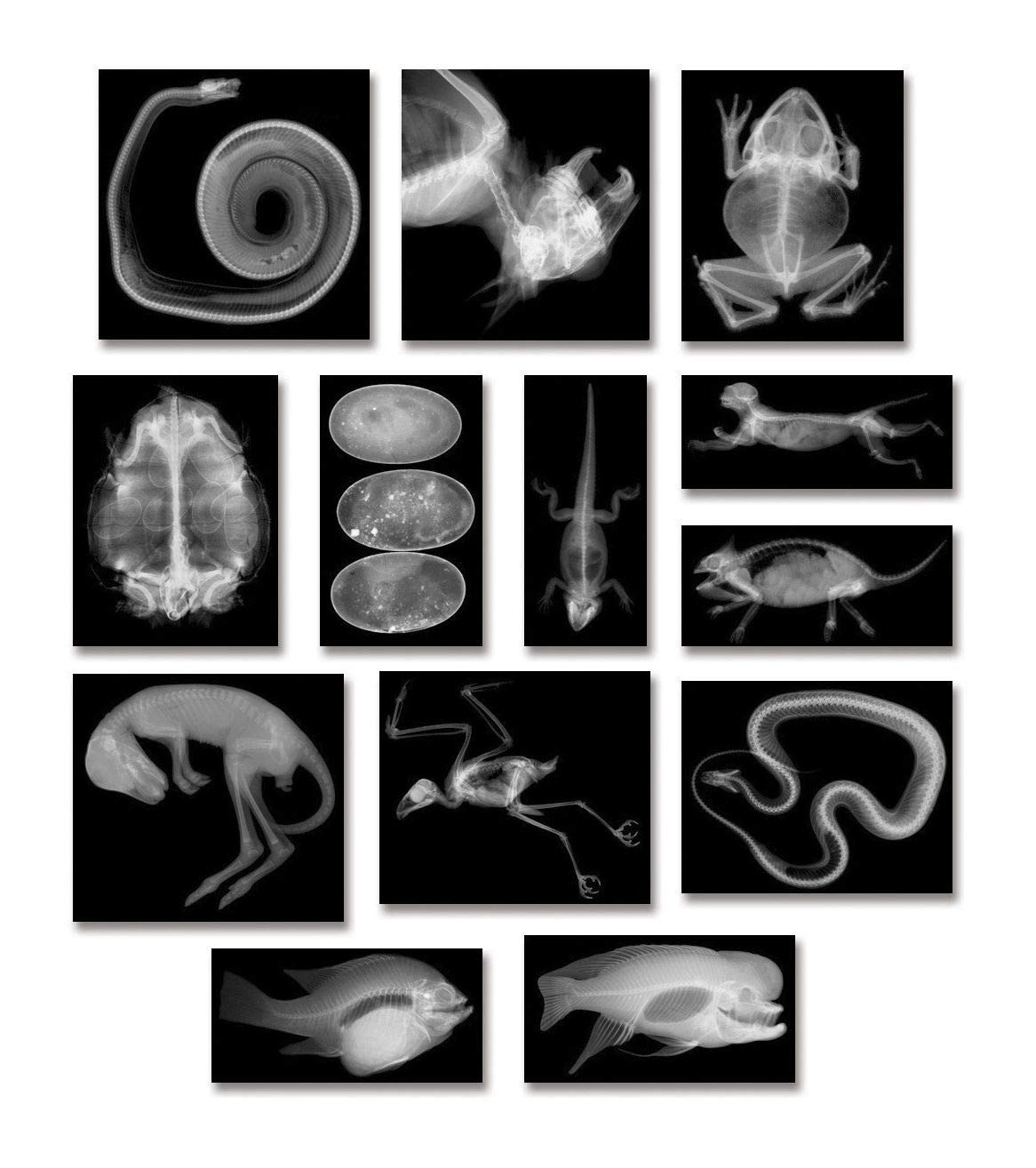 R5910 Animal X-Ray Set, 8 x 10 Size
