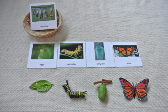 9 Sets of Montessori Life Cycle 5 Parts Cards with matching replicas