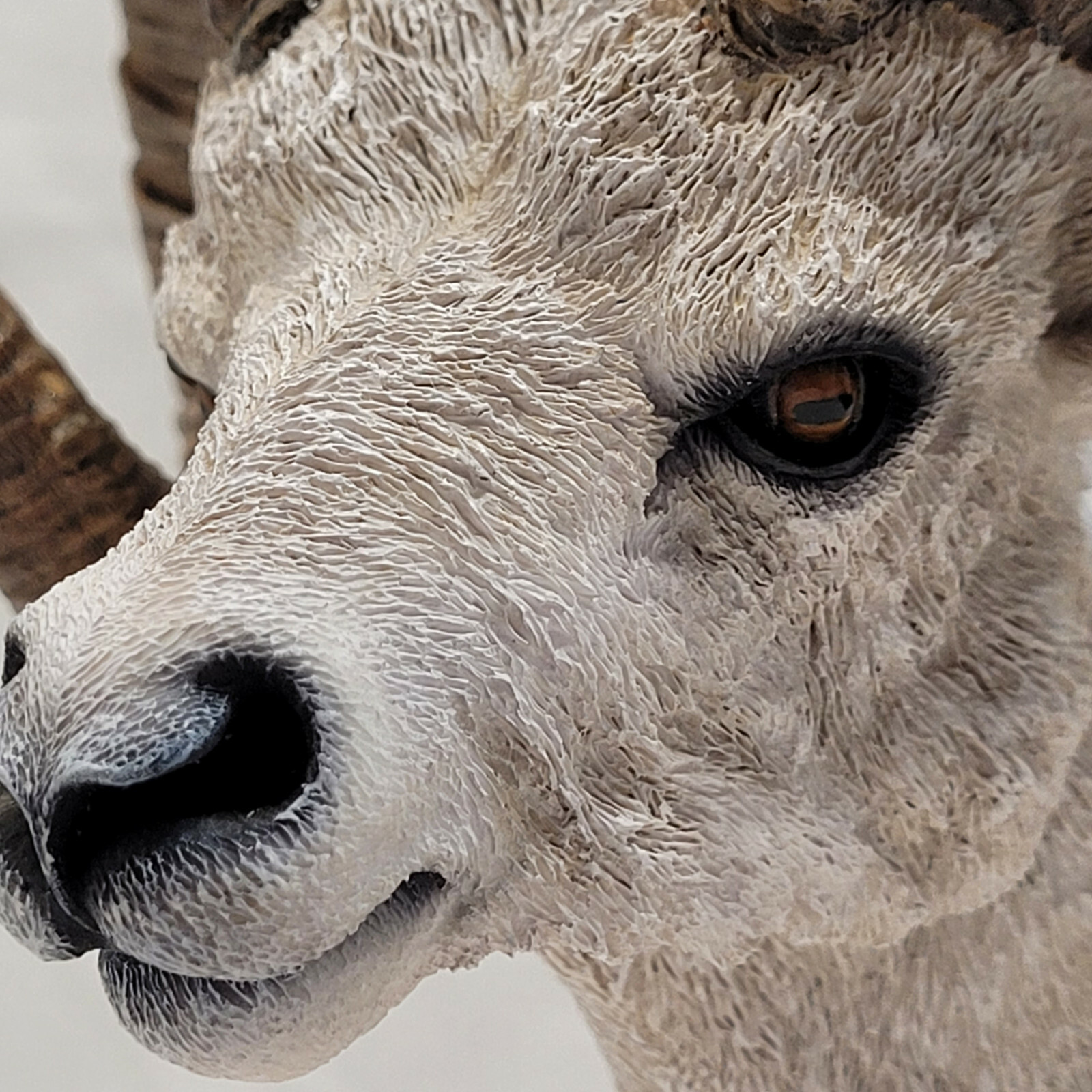 Simpkins Animal Dall Sheep / Ram Bust # 51476RB Wood Base 7″ Tall