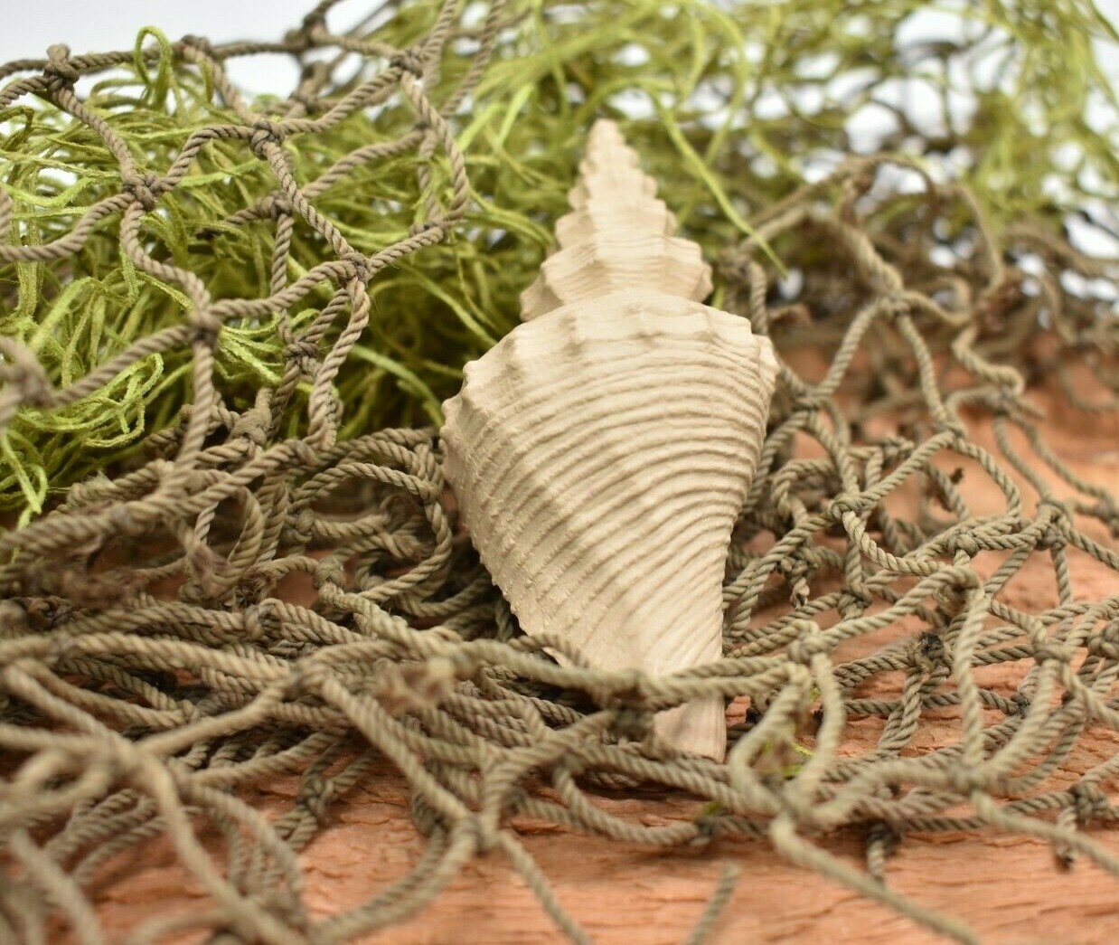 Tuba Shell Toy, White, Sea Snail, Ocean, Sea Shell, Gift, 3″ F4112 B96