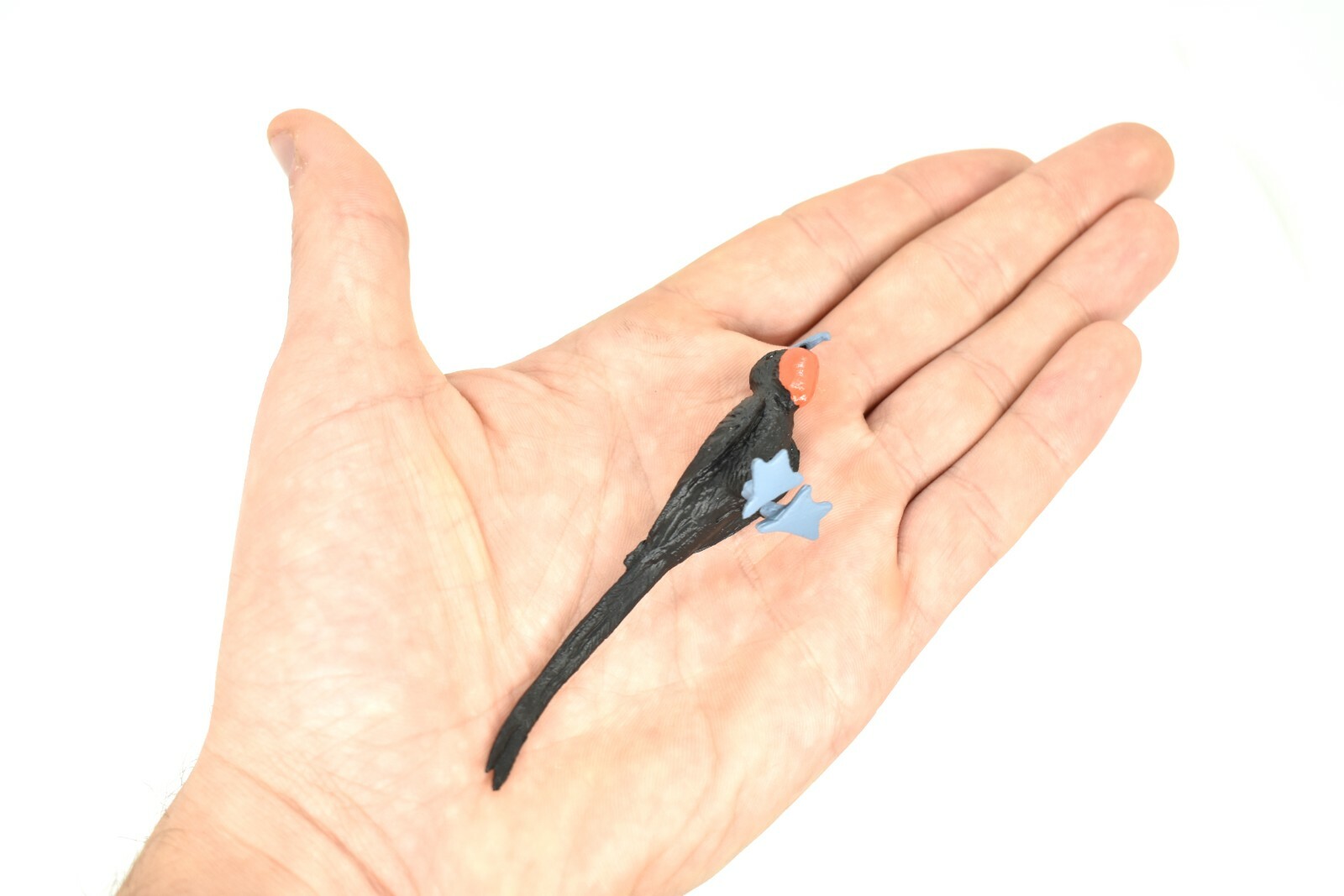 Frigatebird, Galapagos Islands Plastic Plastic Replica 3 1/2″ – F1526 B150