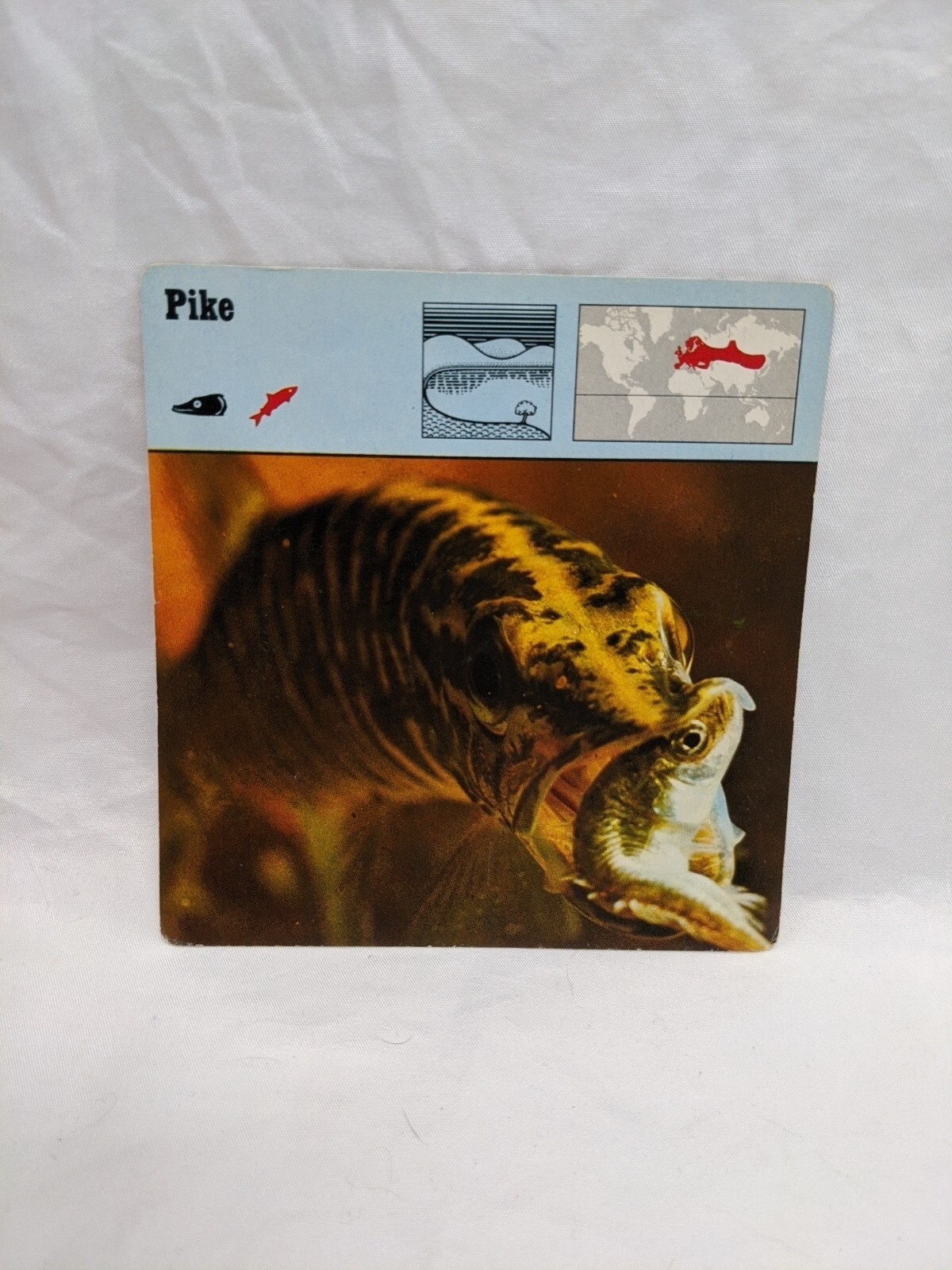 Lot Of (10) 1975 Rencontre Bony Fishes 1 Education Cards