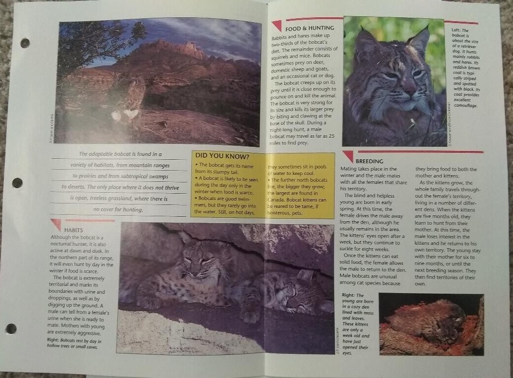 Bobcat #57 Wild Life Fact File Fold Out Card Group 1 Mammals