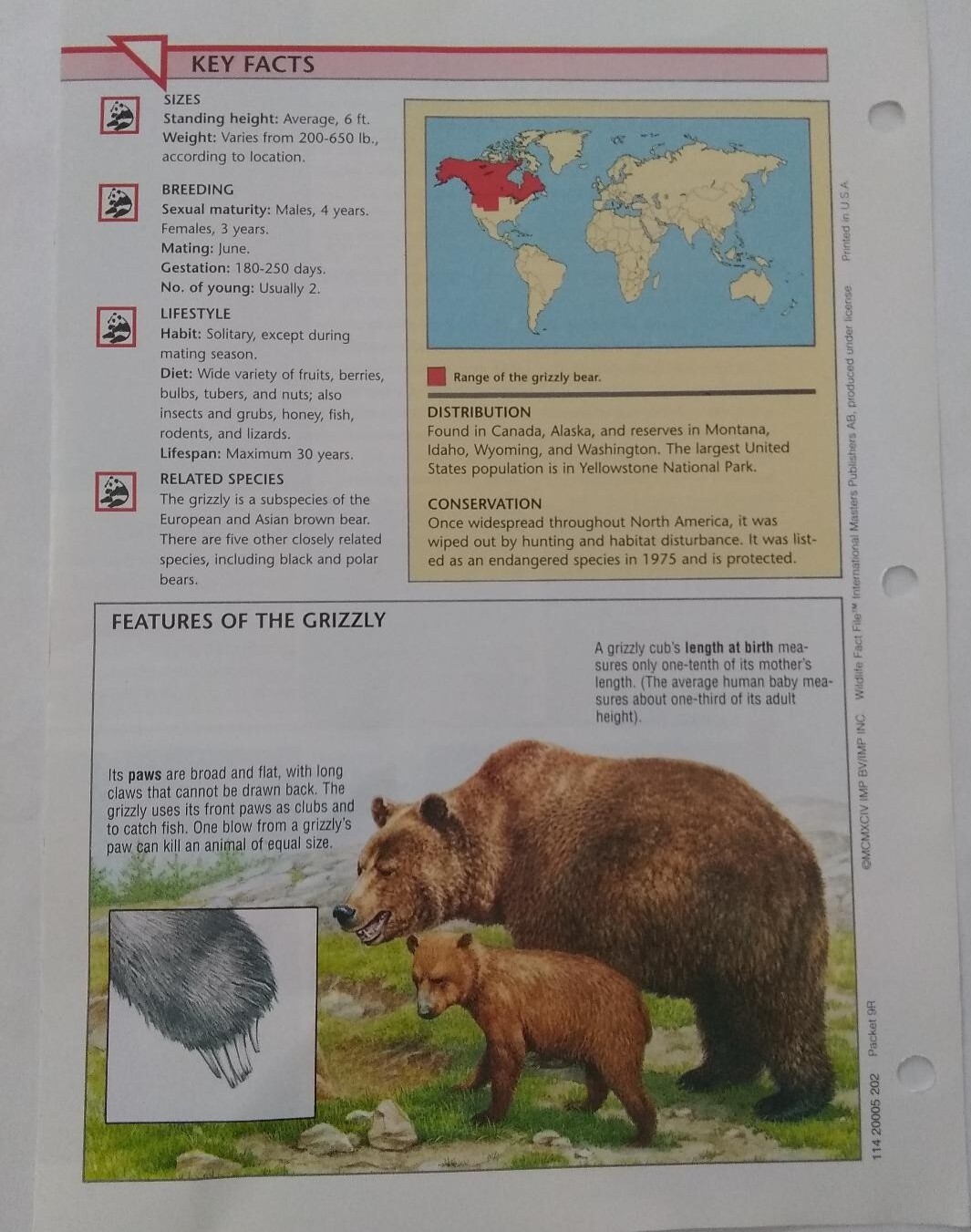 Grizzly Bear #68 Wild Life Fact File Fold Out Card