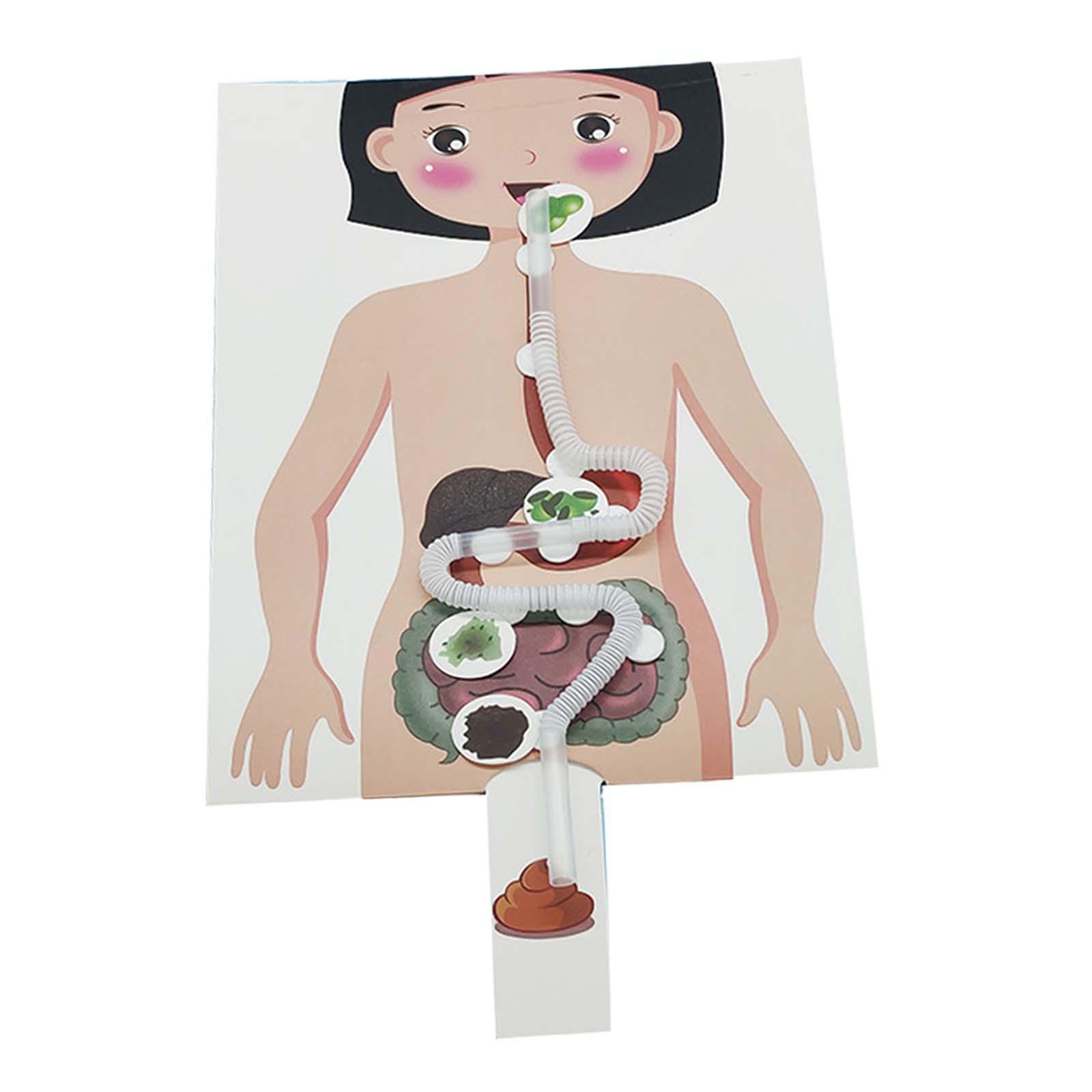Human Digestive System Model, Human Body Parts, Early Education, 3D Puzzle for