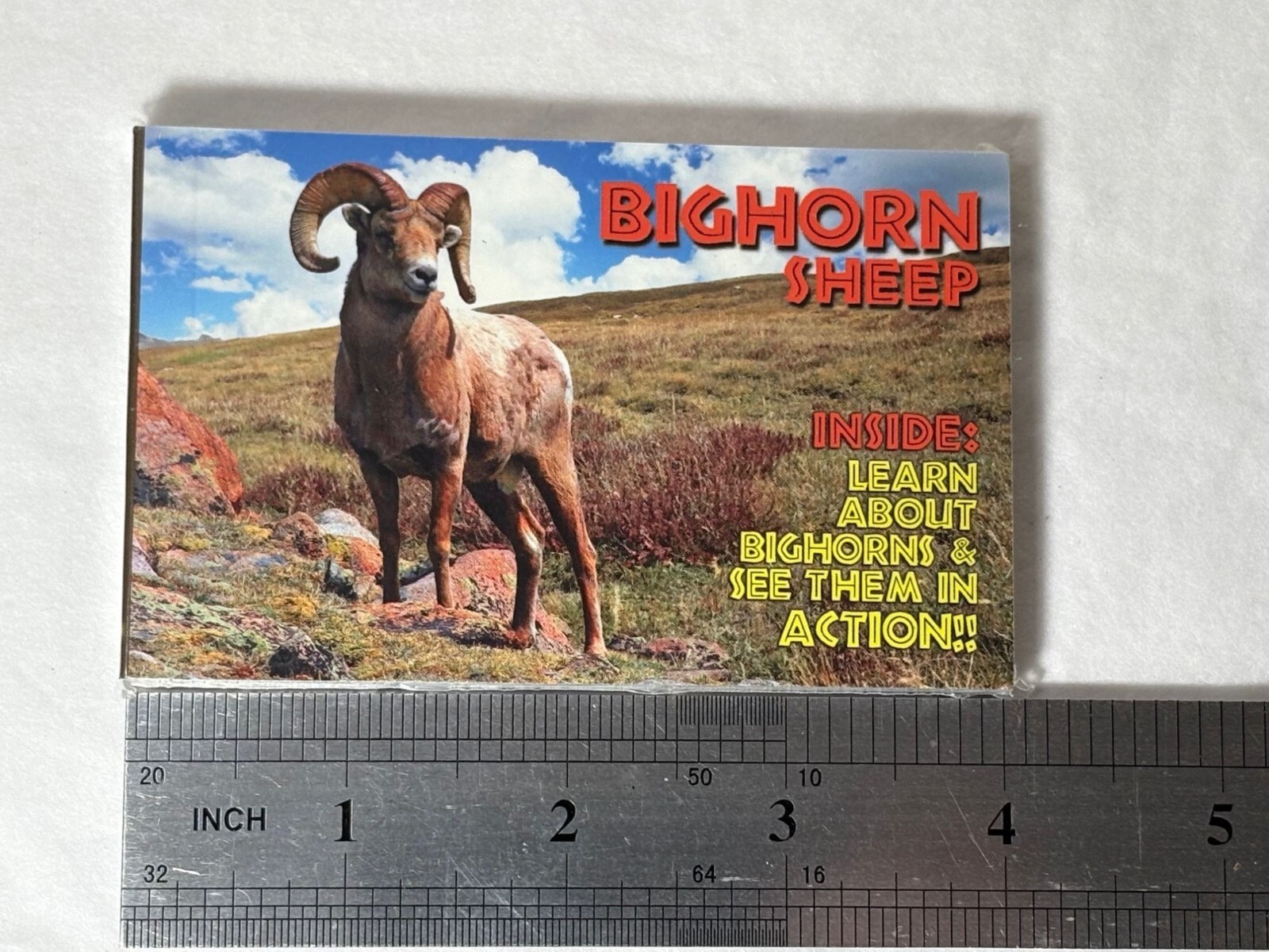 Bighorn Sheep Flipbook By Flipworkz – See Bighorns In Action, Learning Cards