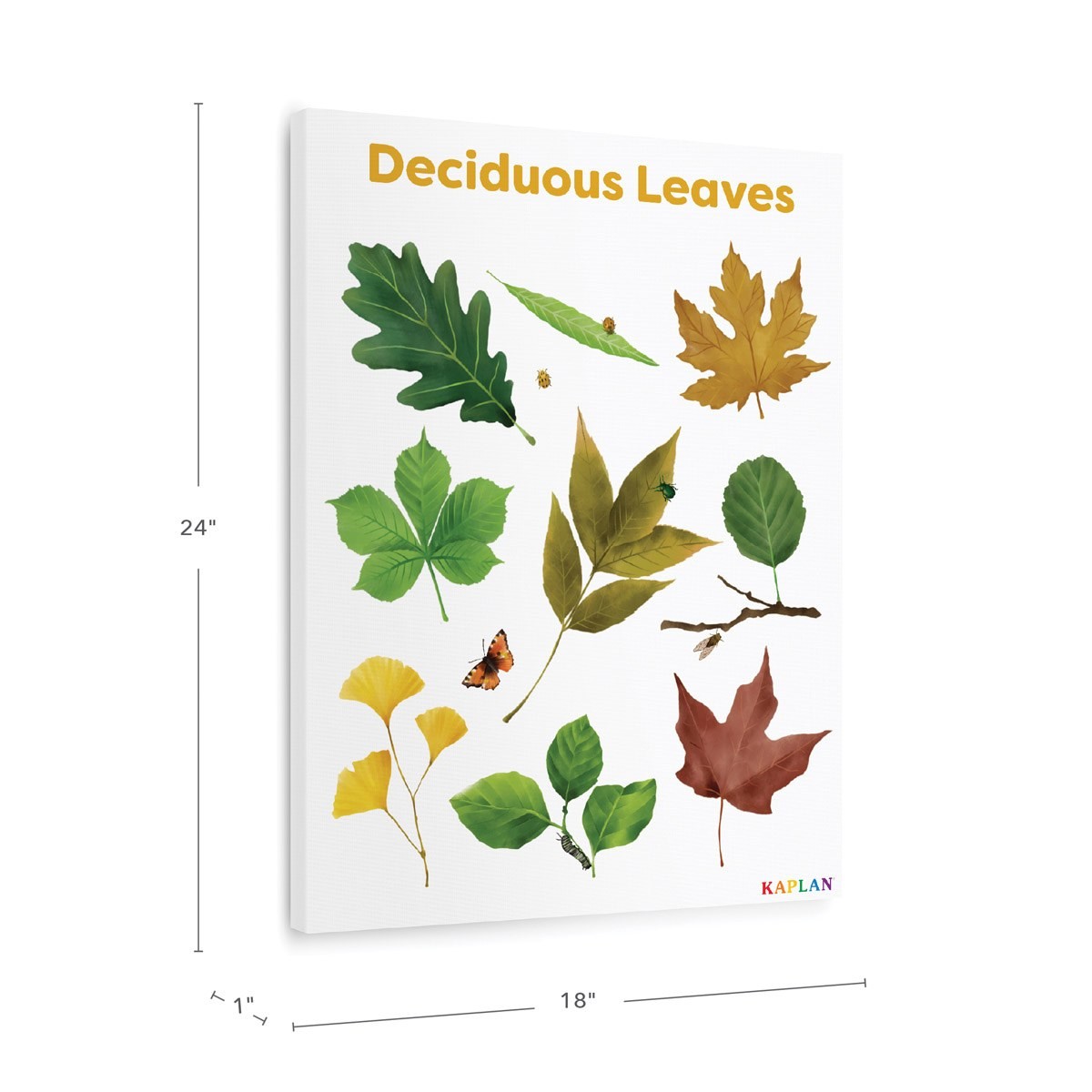 Kaplan Early Learning Deciduous Leaves Giclee 18″ x 24″ Wall Print