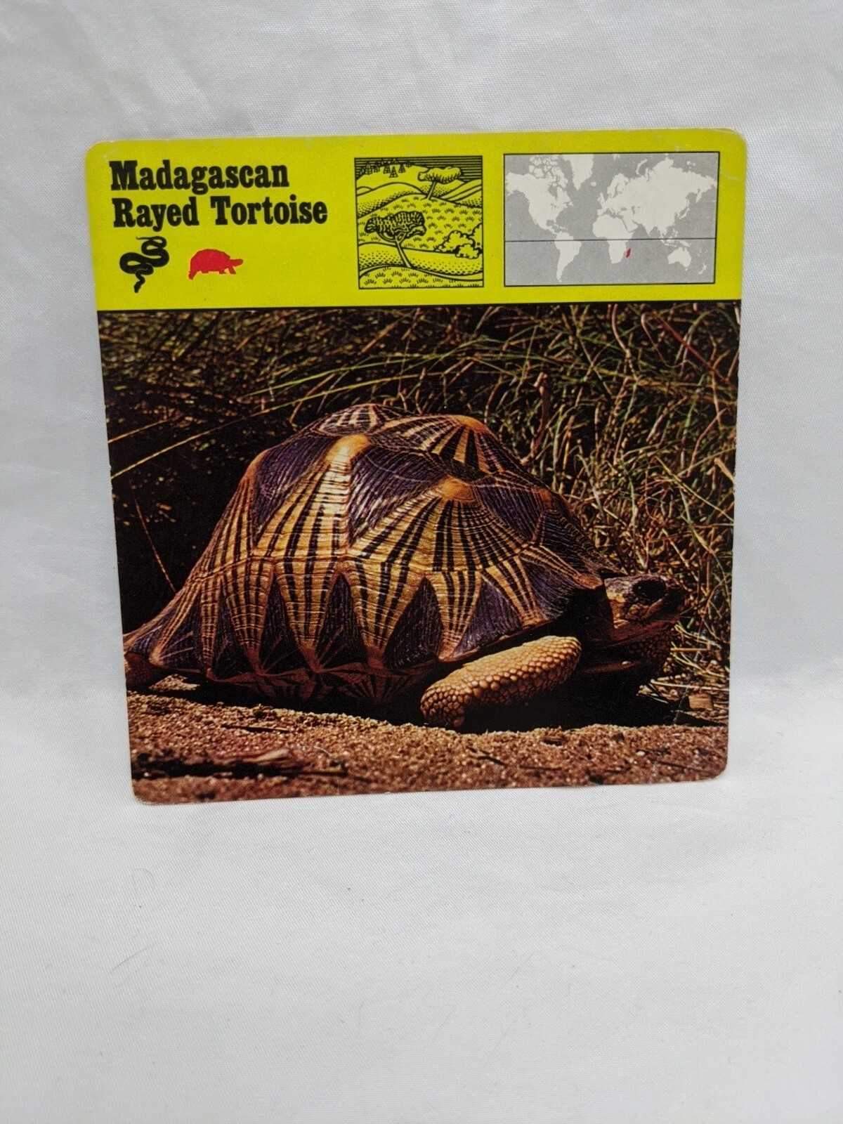Lot Of (26) 1975 Rencontre Reptiles Education Cards