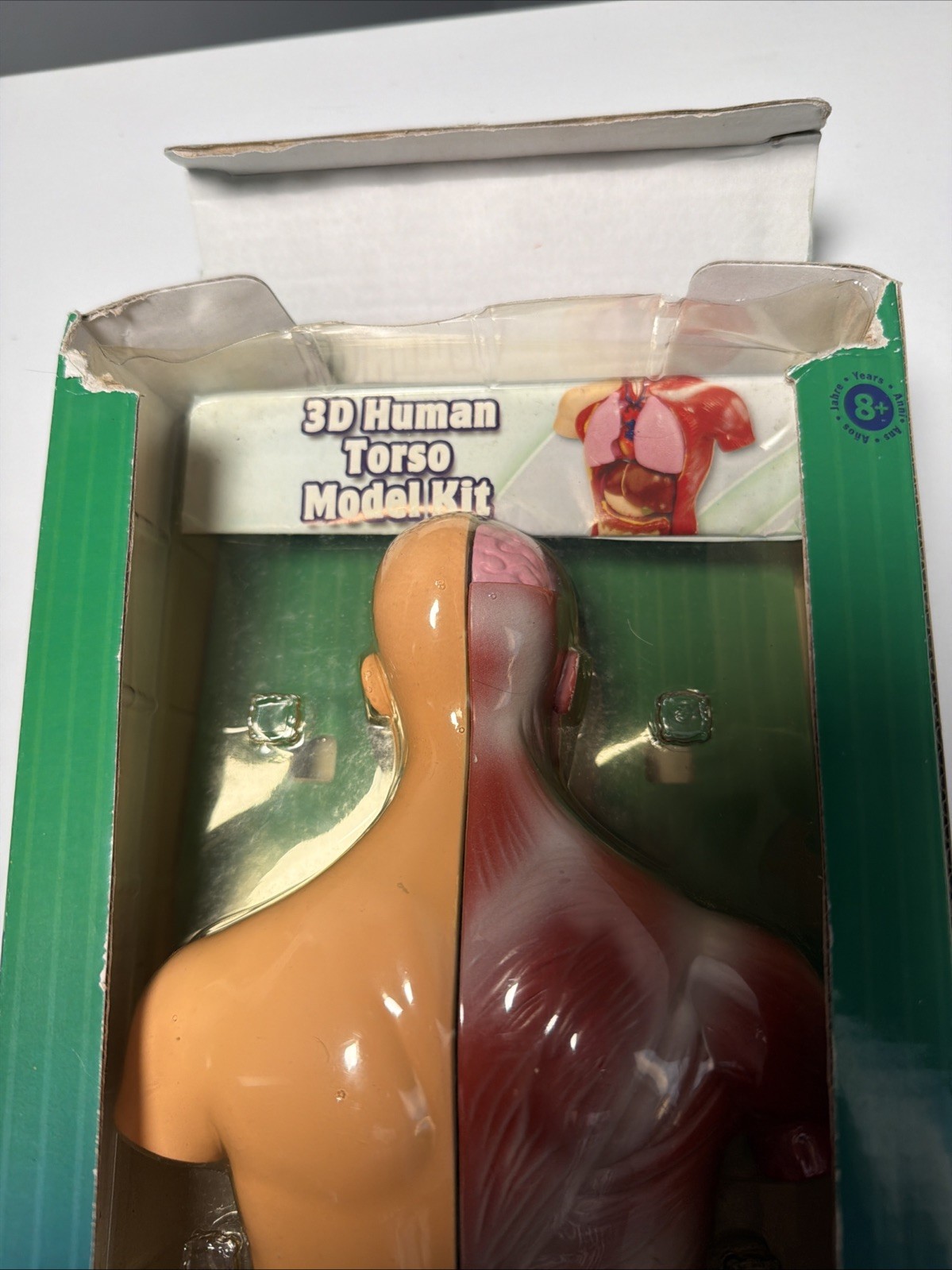 Science Explorers, Wild Republic 3-D Human Torso, Snapped Together Model 8 Pc￼