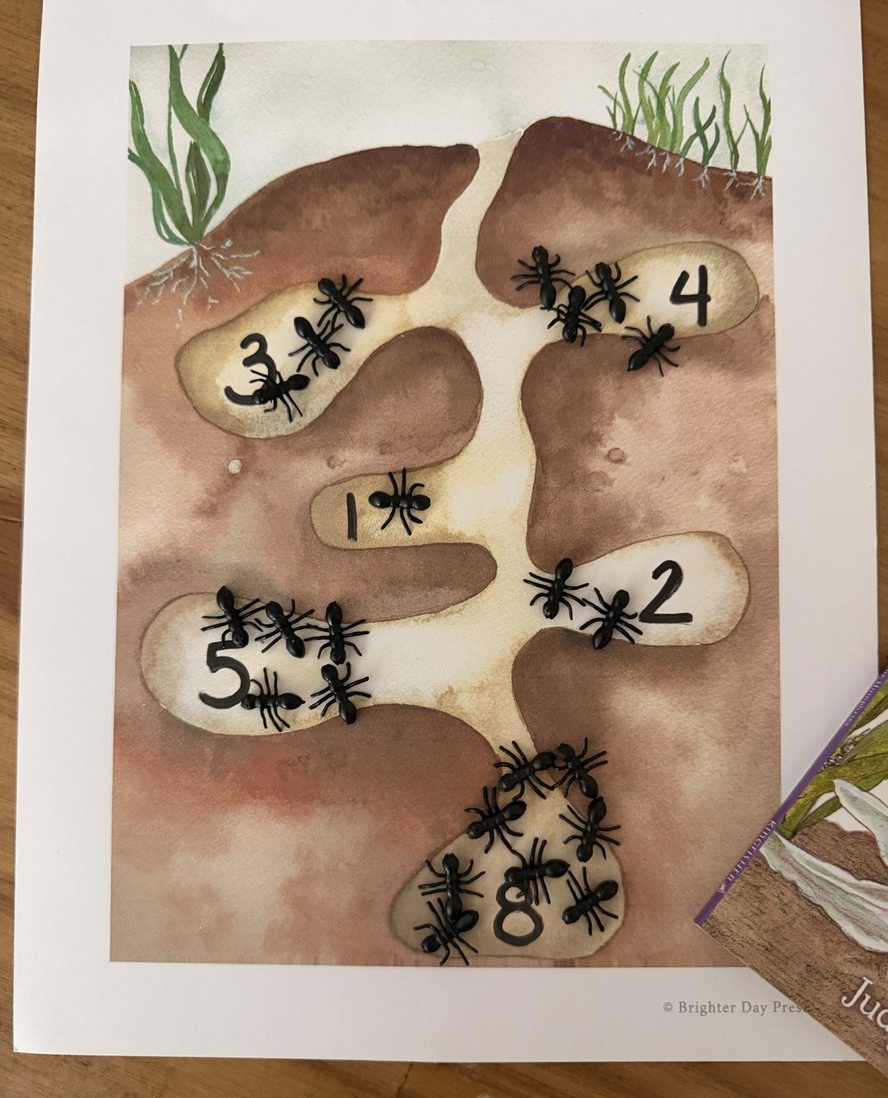 Ant Study Hands-On Learning Open-ended Learning (bundle) ant sensory