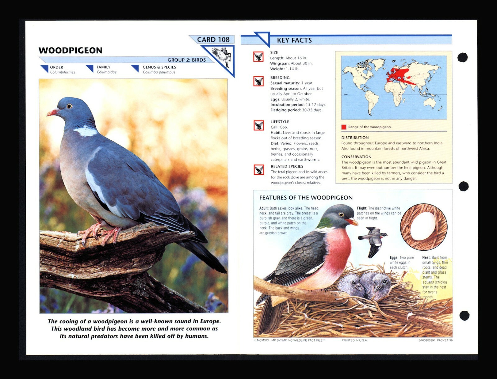 Woodpigeon Wild Life Fact File Bird Animal Card Home School Study 2.108