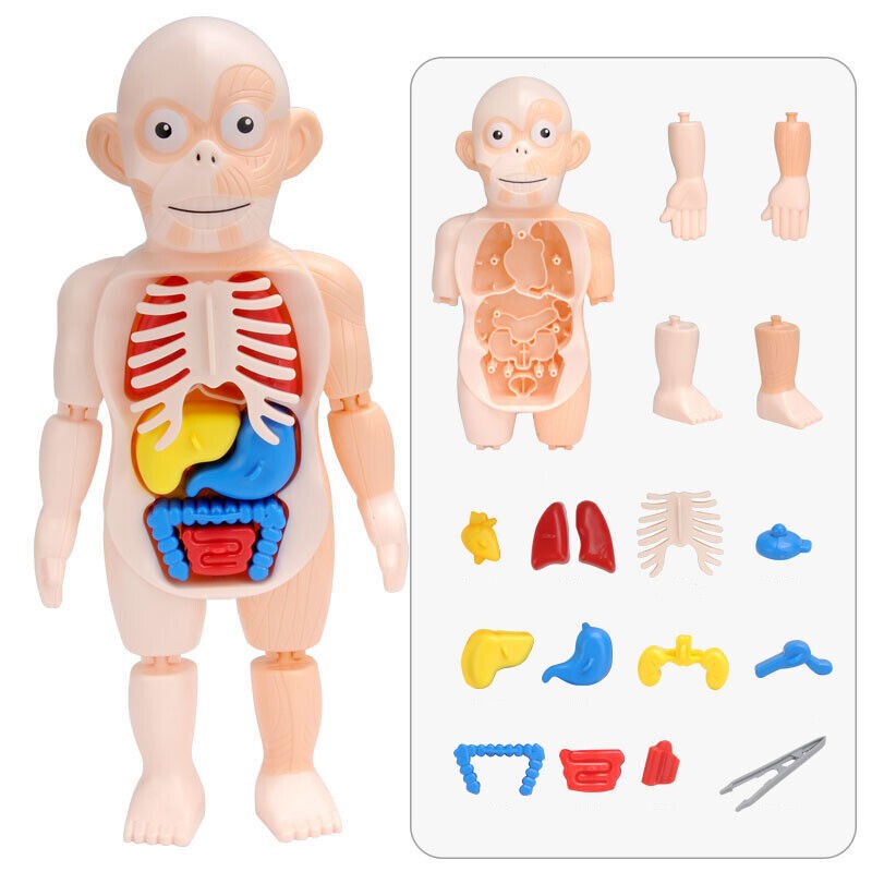 3D Puzzle Human Body Anatomy Model Learning Organ Assembled Toy Body Organ