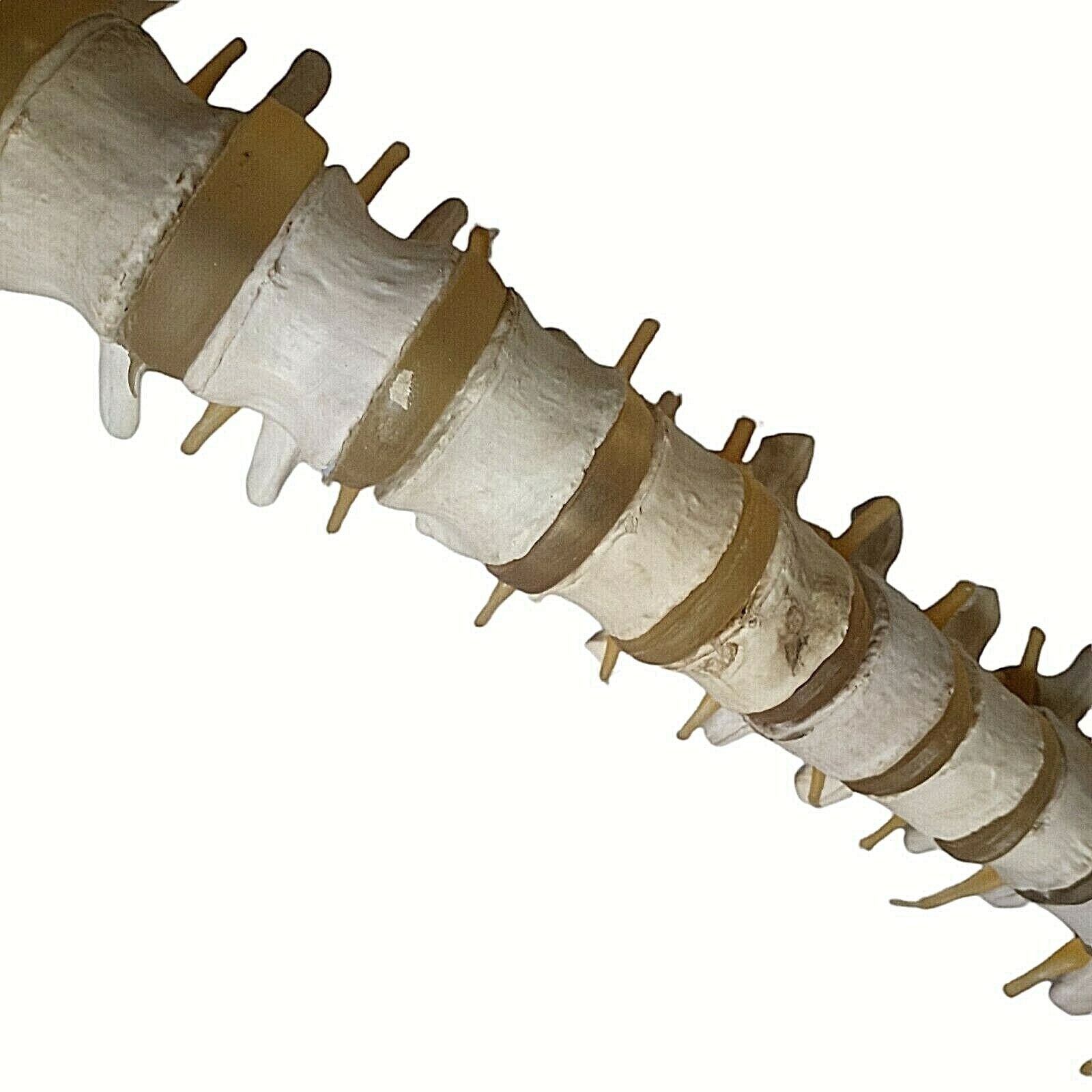 Human Skeleton Spine Life Size Vertebra Column Pelvis Halloween Prop Teaching