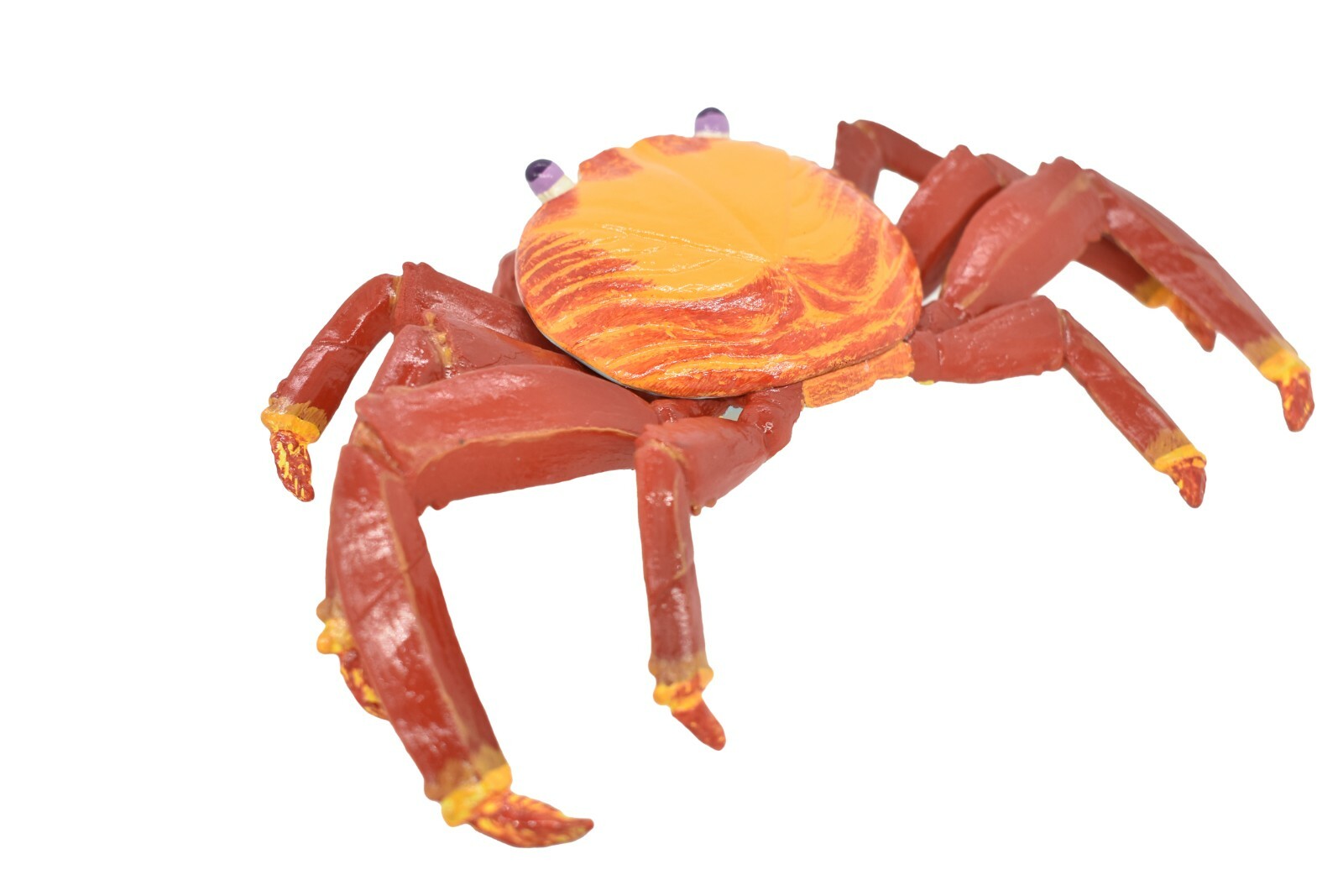 Crab Sally Lightfoot, Galapagos, Museum Quality Replica 7″ – F1769 B142
