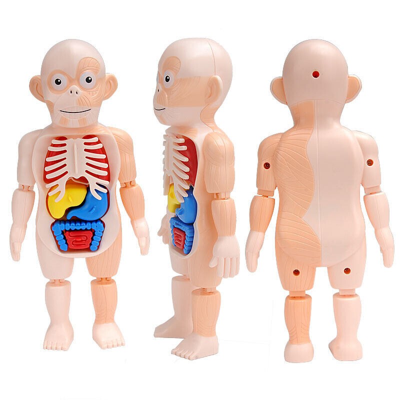 3D Puzzle Human Body Anatomy Model Learning Organ Assembled Toy Body Organ