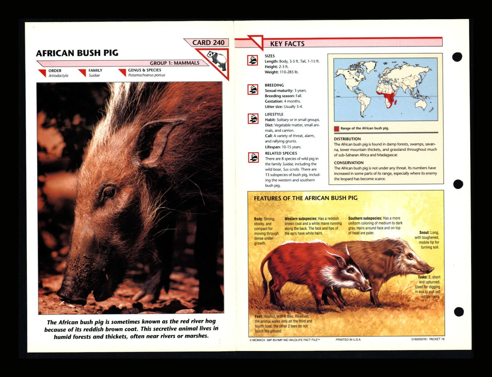 African Bush Pig Wildlife Fact File Mammal Animal Card Home School Study 1.240
