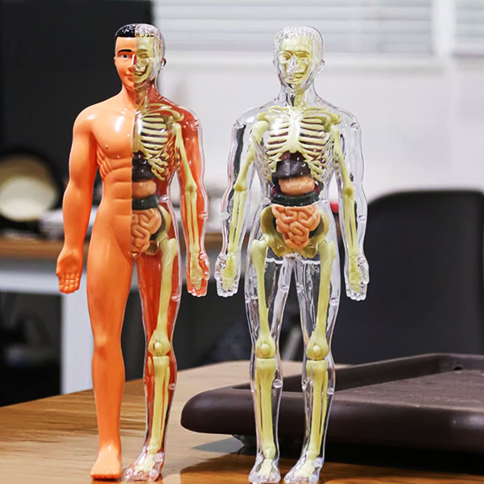 3D Human Body Anatomy Model DIY Skeleton Toy Removable Parts for Kid Aldult