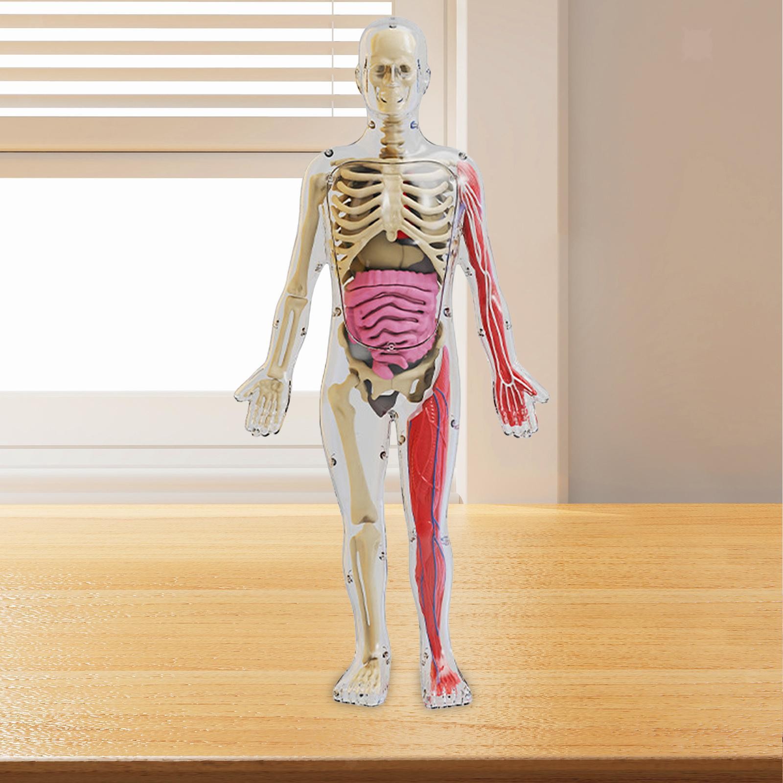 Human Body Kits Toy Teaching Material for Teacher Supplies Home Teaching Aid