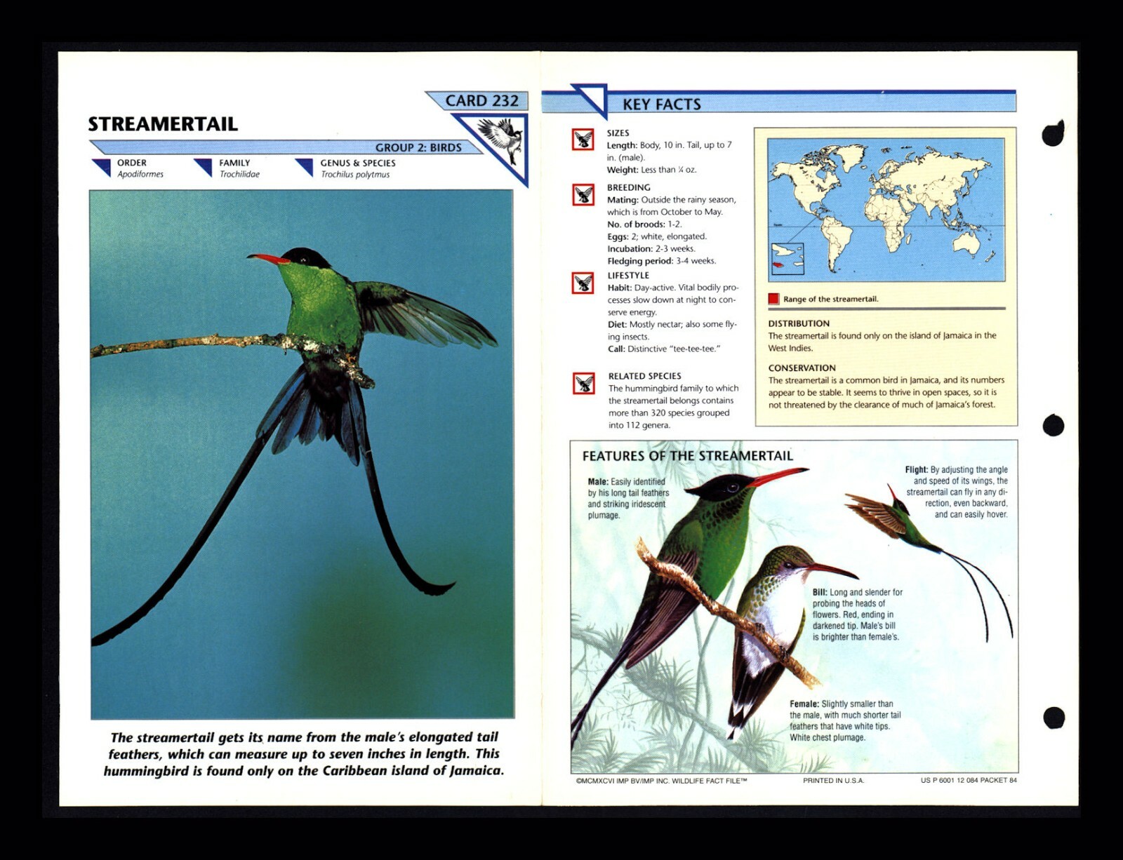 Streamertail Wild Life Fact File Bird Animal Card Home School Study 2.232