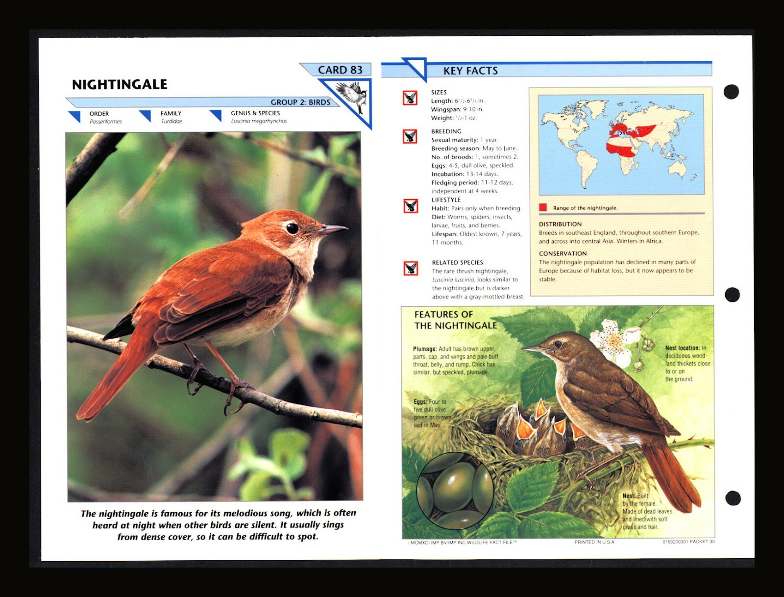 Nightingale Wild Life Fact File Bird Animal Card Home School Study 2.83
