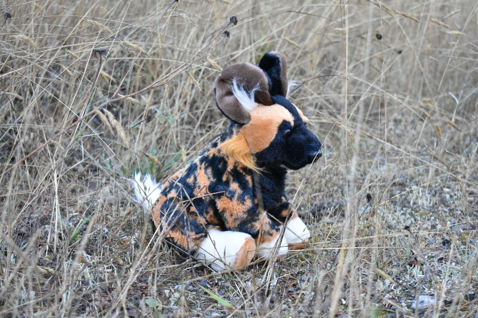 African Wild Dog, Soft Plush Stuffed Animal, Realistic Figure 9″ F899