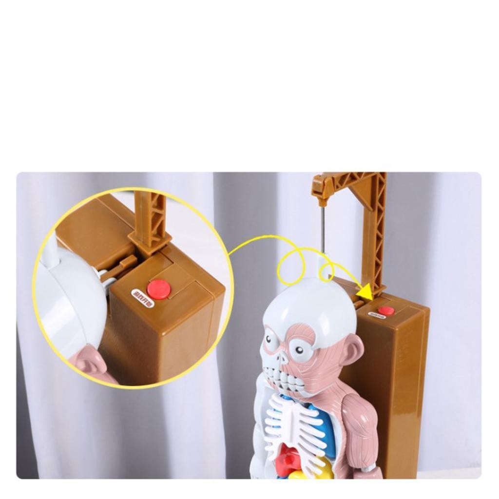 Human Body Model Playset Play Halloween Favors Party Gags Organs Skeleton