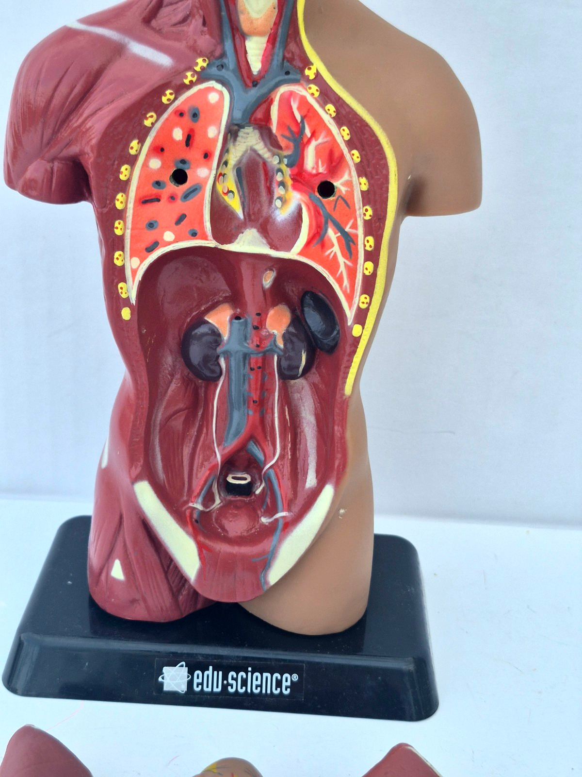 Human Anatomy Put Together Body Part Puzzle Internal Body Learning complete (B)