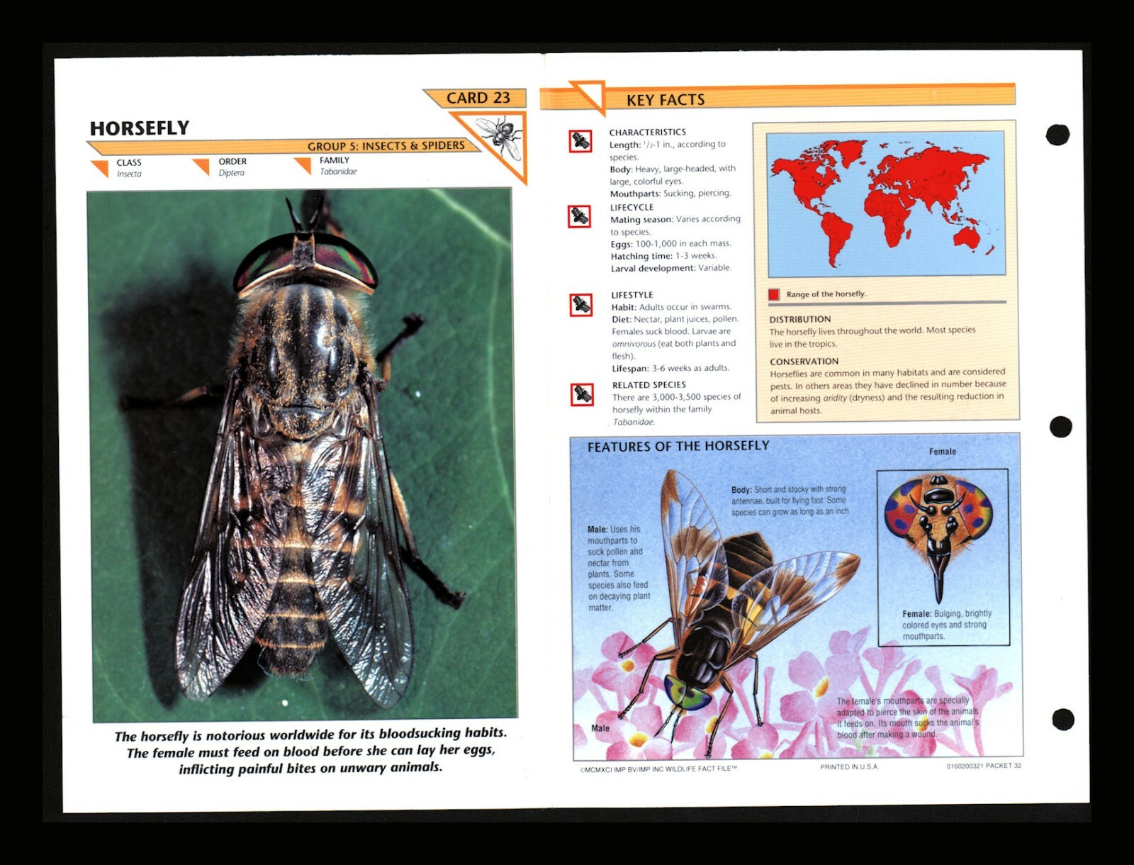 Horsefly Wildlife Fact File Insect & Spider Card Home School Study 5.23