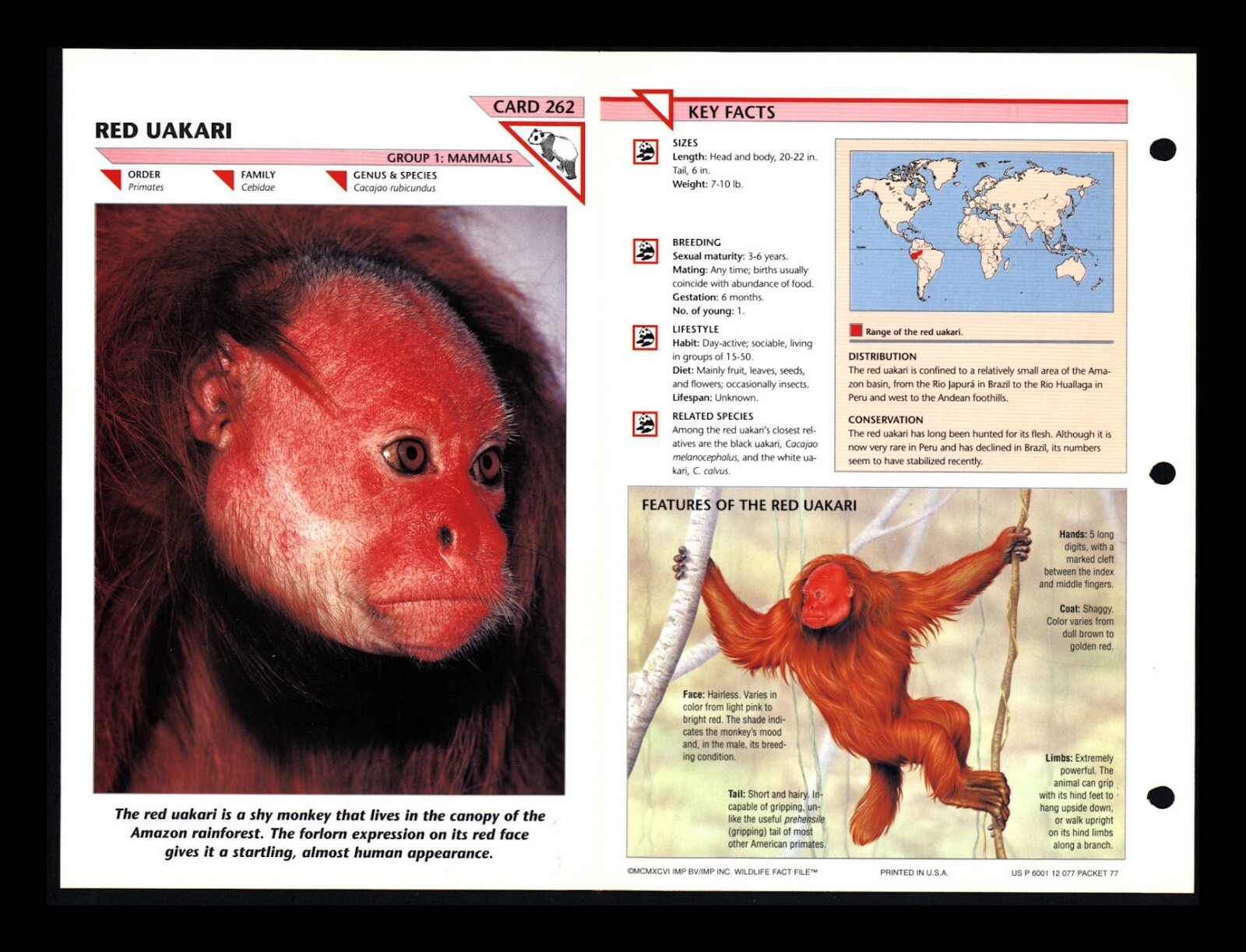 Red Uakari Wildlife Fact File Mammal Animal Card Home School Study 1.262