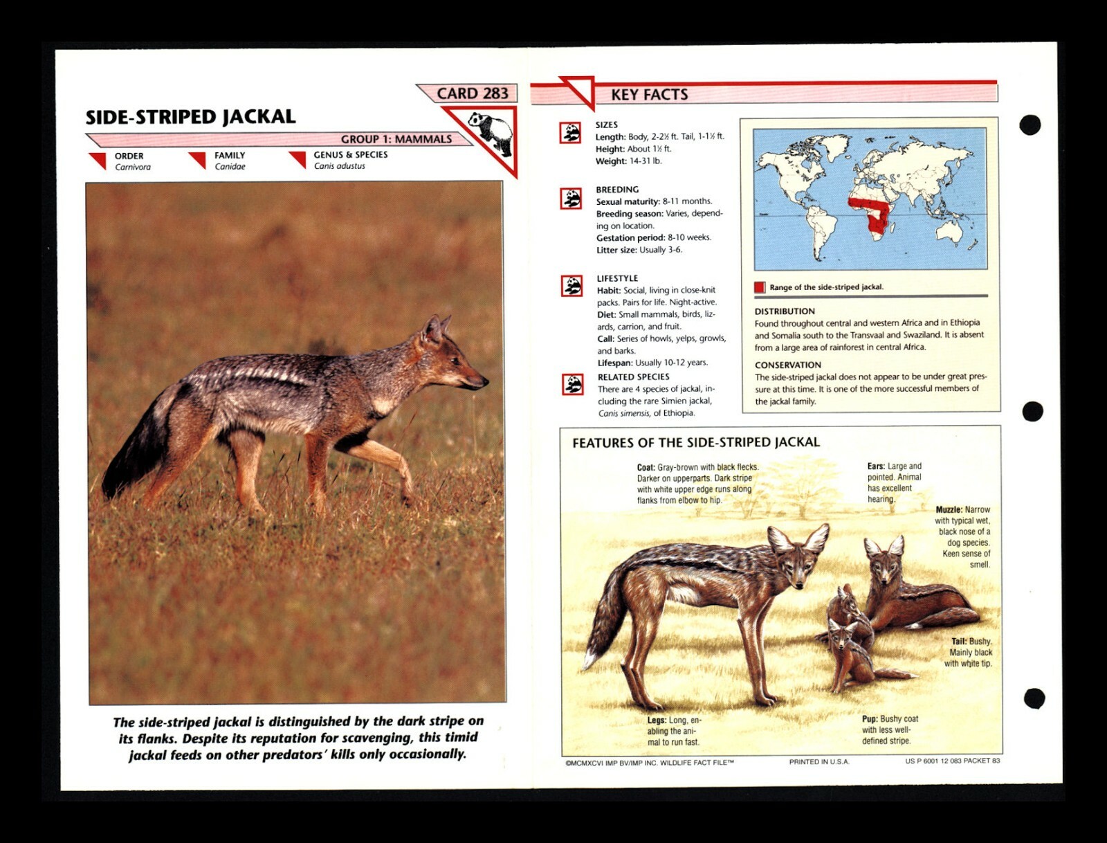 Side Stripe Jackal Wildlife Fact File Mammal Animal Card Home School Study 1.283