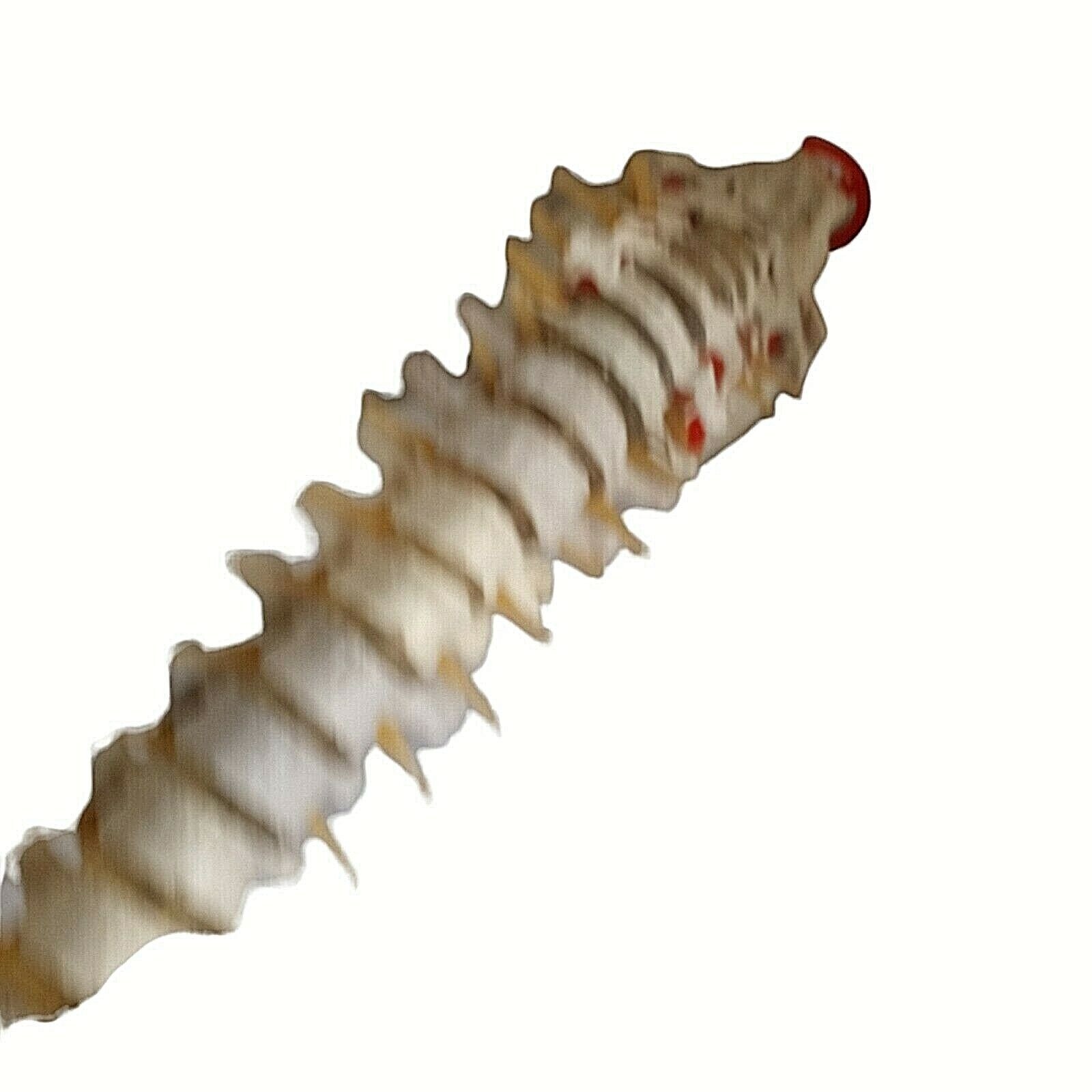 Human Skeleton Spine Life Size Vertebra Column Pelvis Halloween Prop Teaching