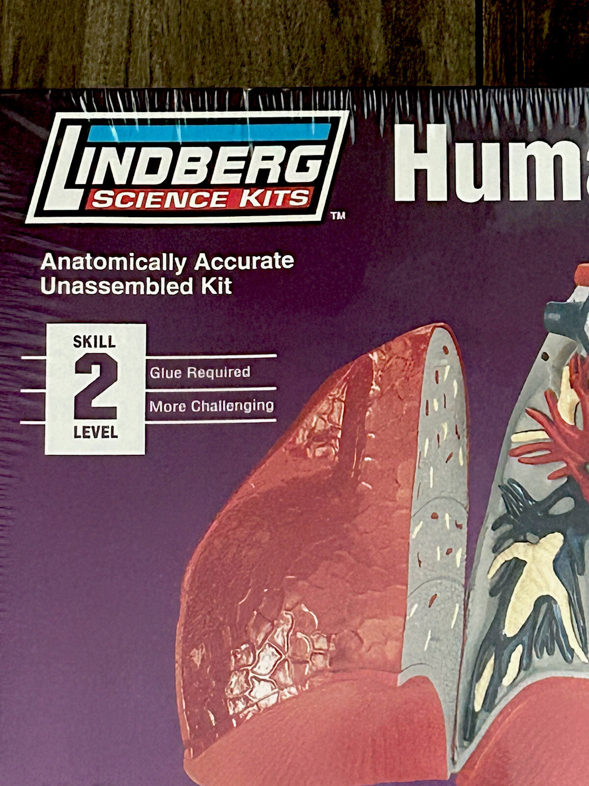 NEW Lindbergh Science Kit Human Body Lung Life Size Anatomically Correct Model
