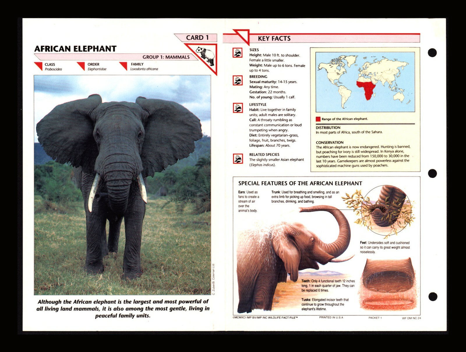 African Elephant Wildlife Fact File Mammals Animal Card Home School Study 1.1