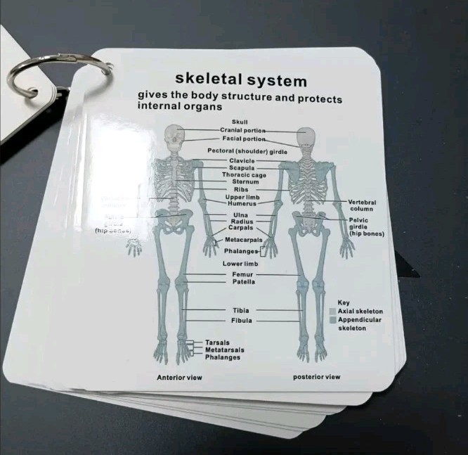 Human Body Systems Pocket Sized Flashcards Medical Nursing Students 20+ Cards