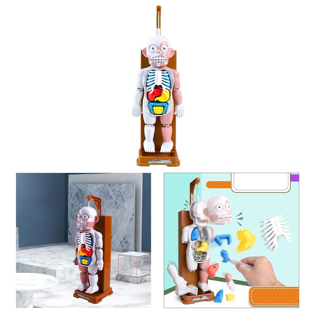 Human Body Model Playset Play Halloween Favors Party Gags Organs Skeleton