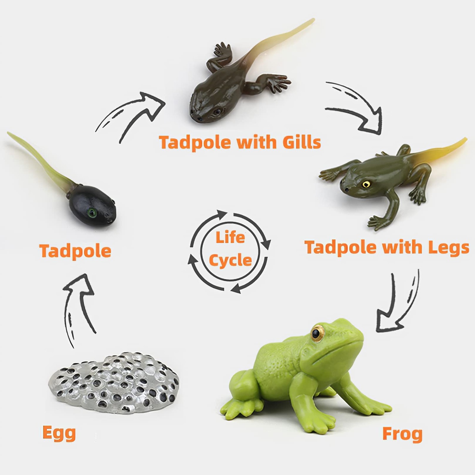 MIKNEKE Montessori Frog Life Cycle with Flash Cards, Plastic Insects Tadpole to