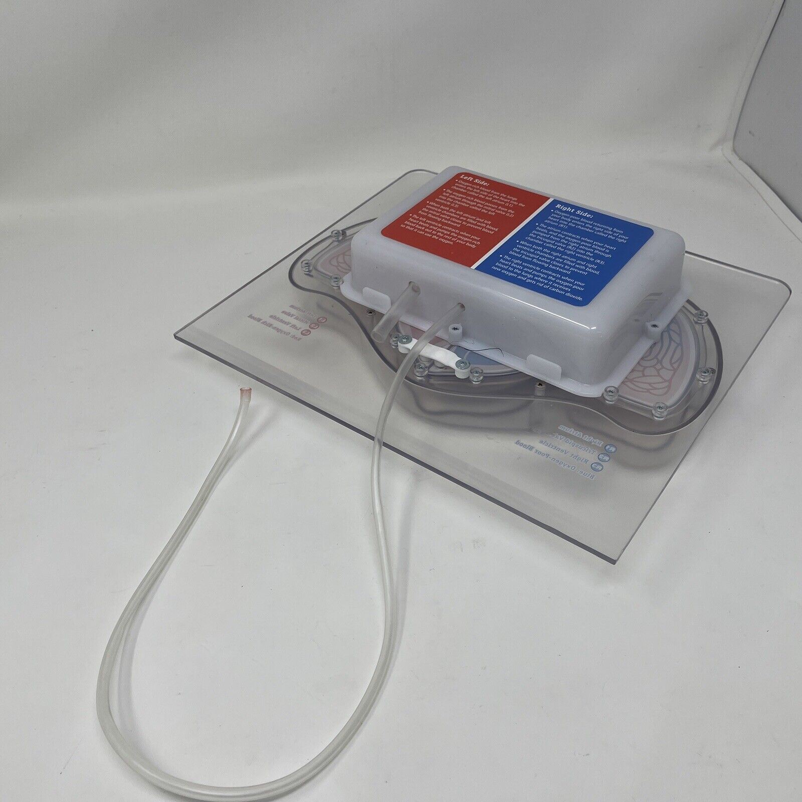 For Parts Learning Resources Teacher Education Biology Pumping Heart NO PUMP