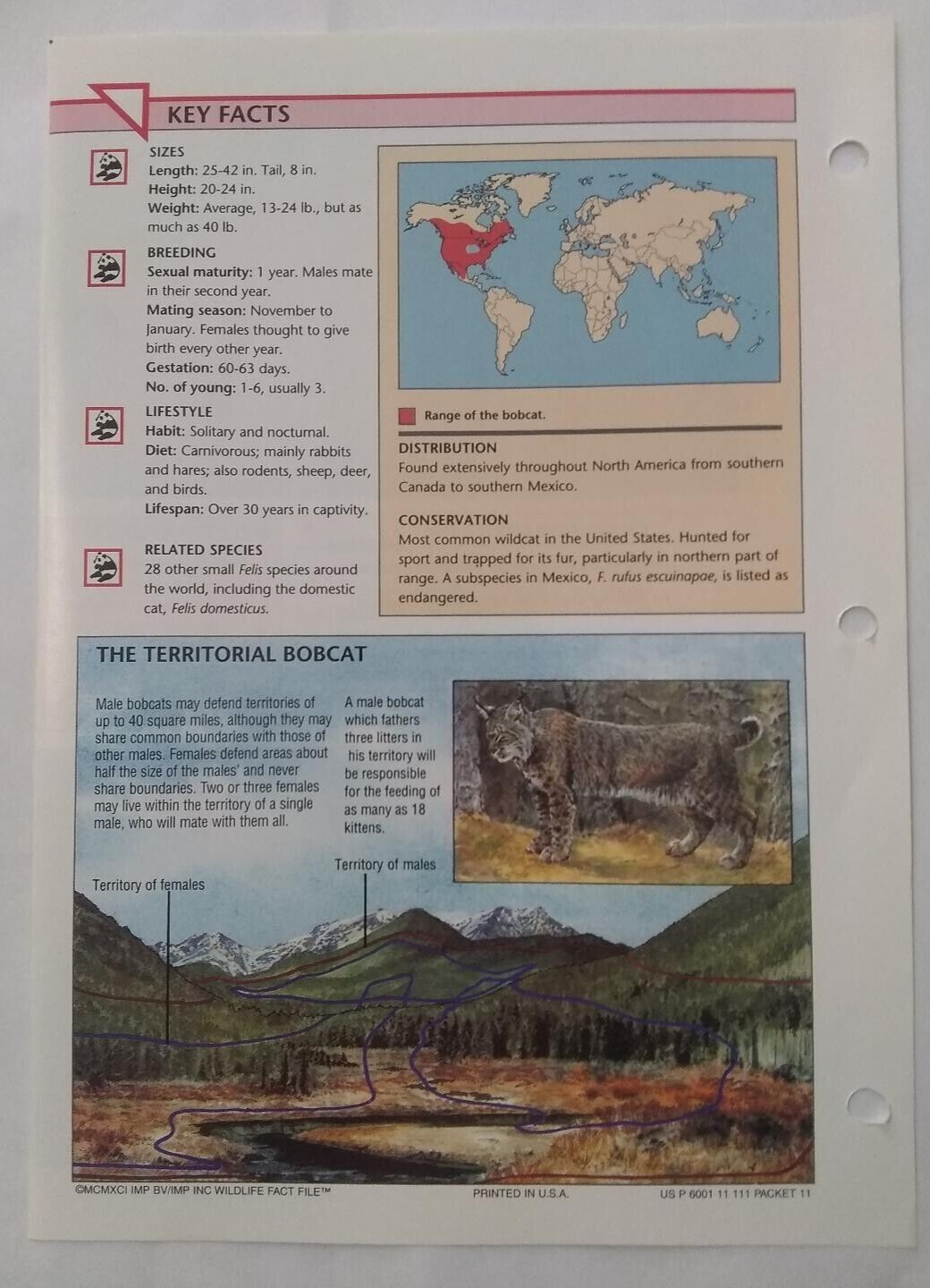 Bobcat #57 Wild Life Fact File Fold Out Card Group 1 Mammals