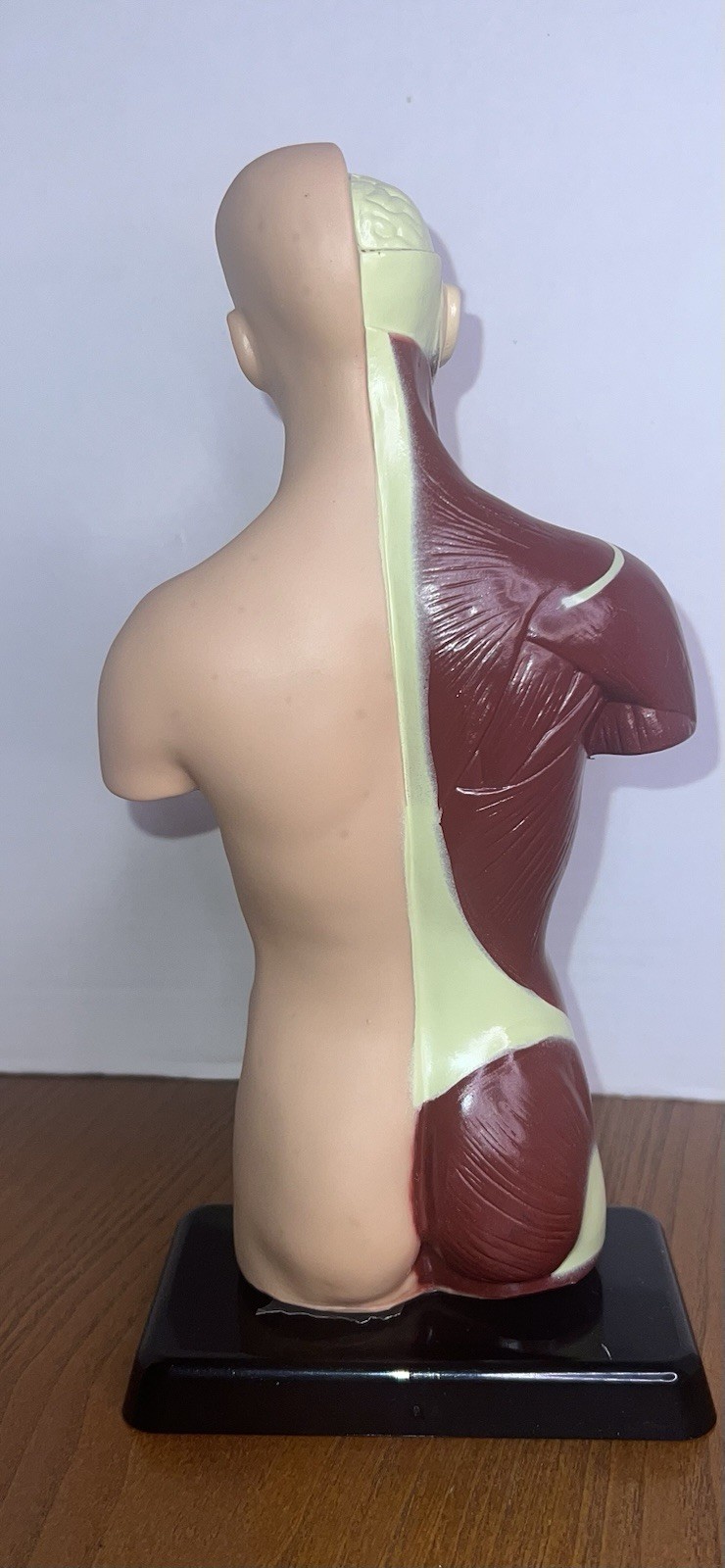 Lakeshore Human Body Take Apart Model Student Science Knowledge 10.5″ Facts Game