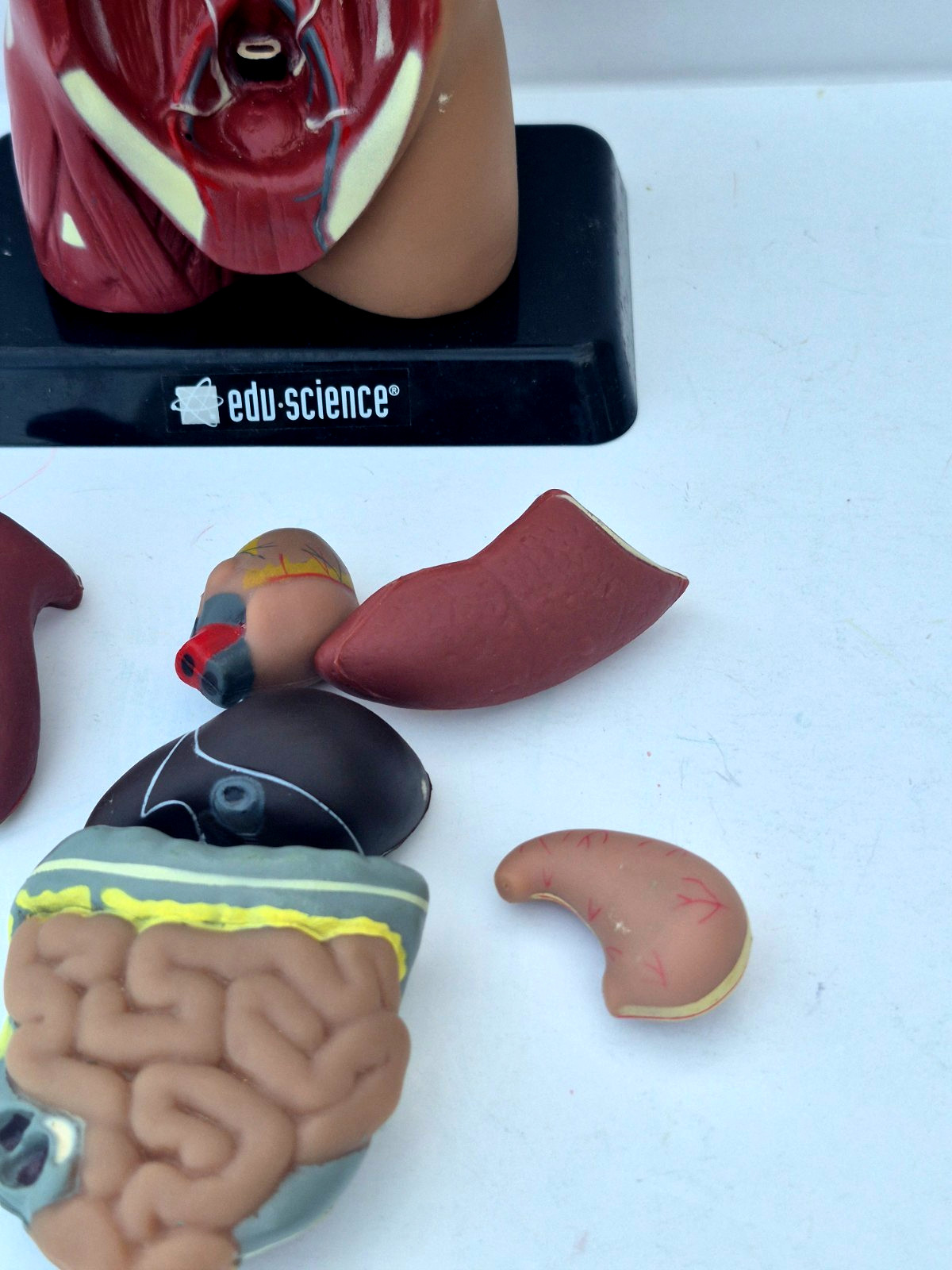 Human Anatomy Put Together Body Part Puzzle Internal Body Learning complete (B)