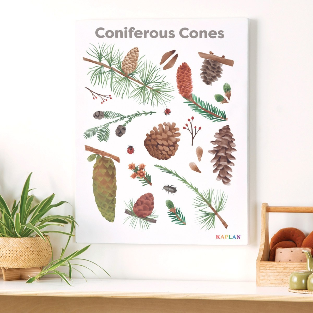 Kaplan Early Learning Coniferous Cones Giclee 18″ x 24″ Wall Print