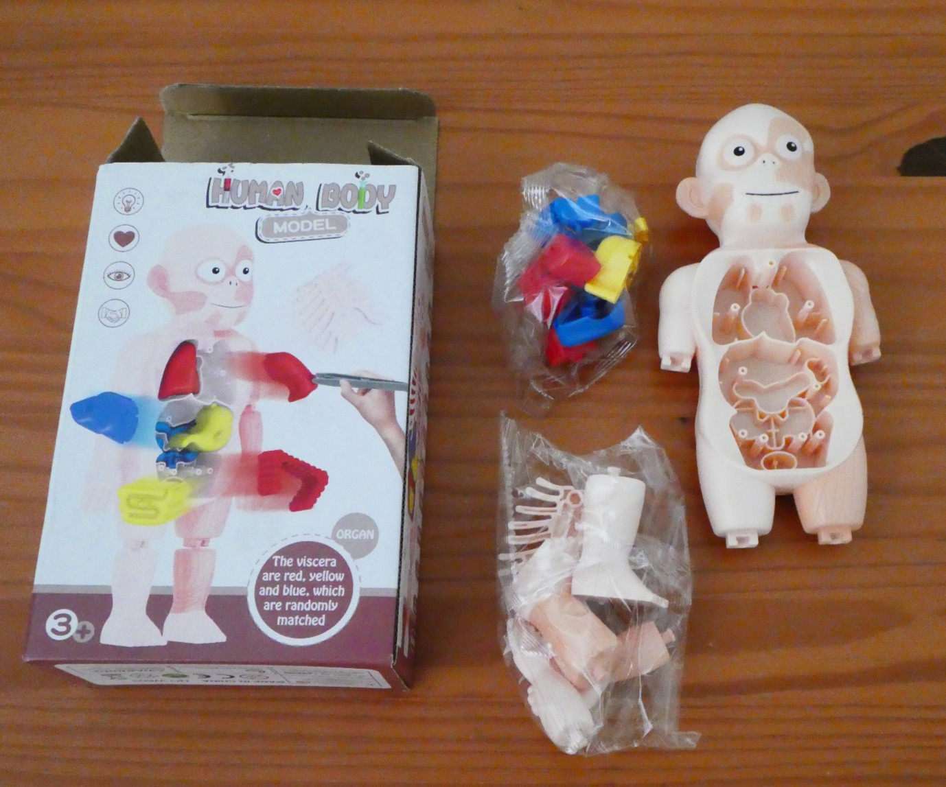 3D Human Body Organ Structure Anatomy Scientific Model Kit Education Toy for Kid