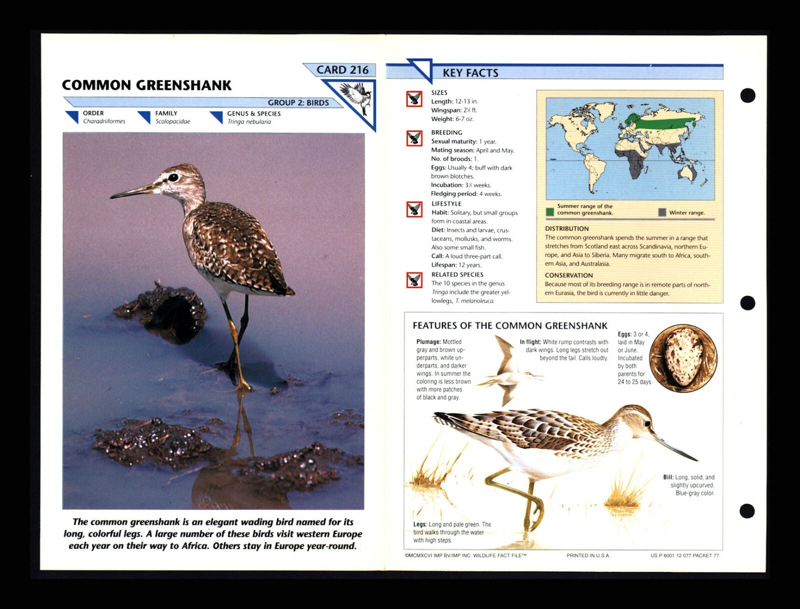 Common Greenshank Wild Life Fact File Bird Animal Card Home School Study 2.216