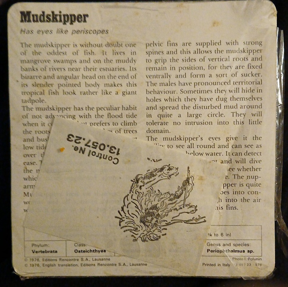 Animal Flash Cards (1976)