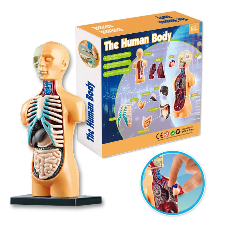3D Human Body Torso Model – Educational DIY Toy for Kids Learning Fun